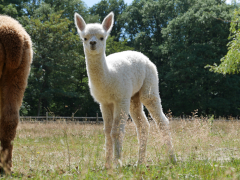 cria blanc