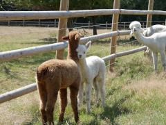 un cria brun et un cria blanc se font un câlin