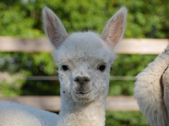 tête d'un cria blanc