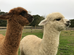 crias brun et blanc de profil