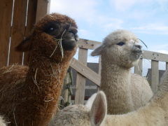 cria brun et cria blanc qui ruminent