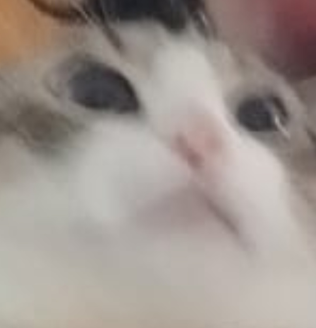 Triggered cat