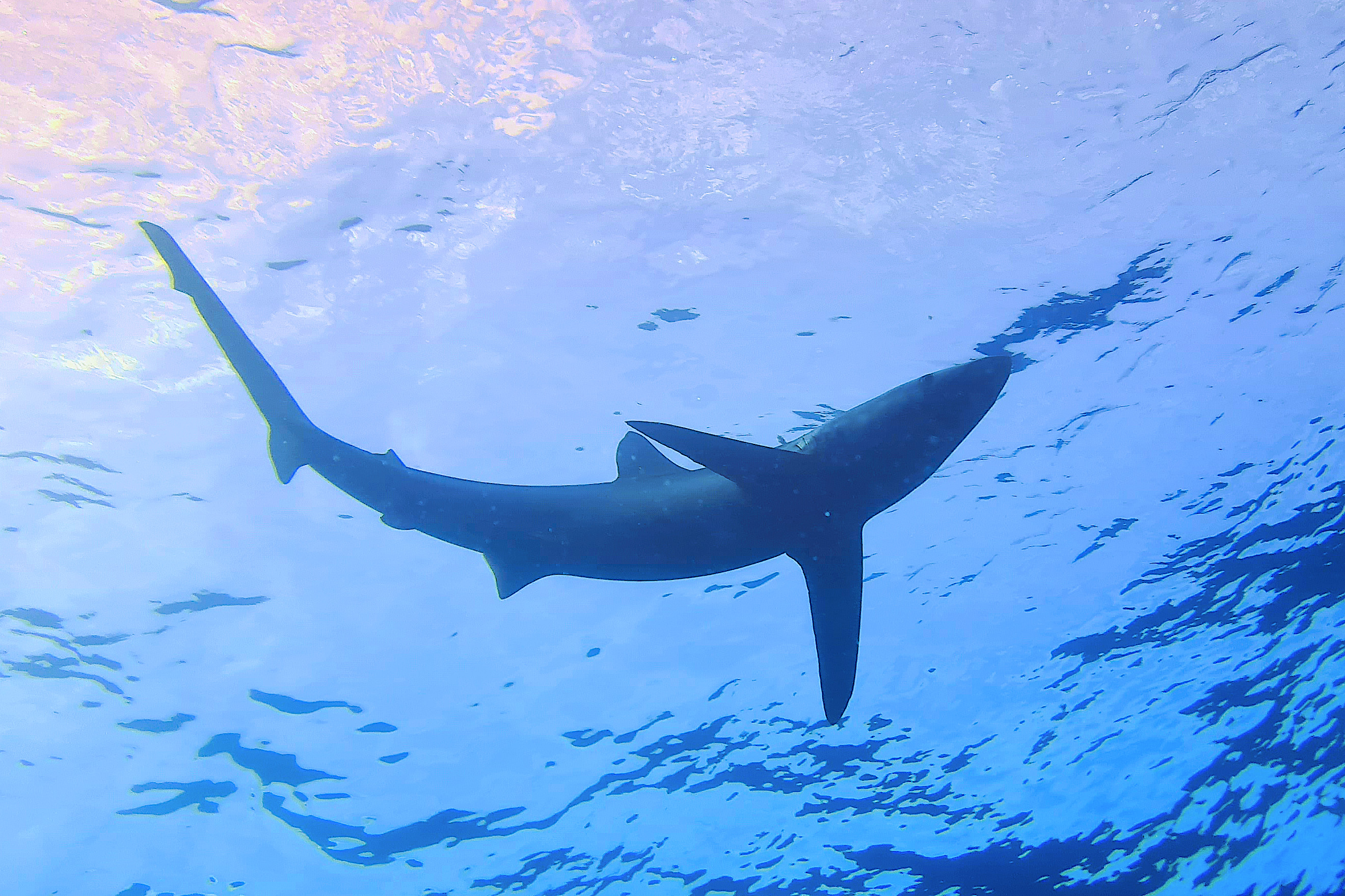 plongée avec des requins bleus aux Açores