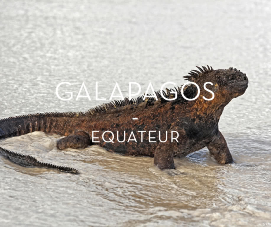 galapagos