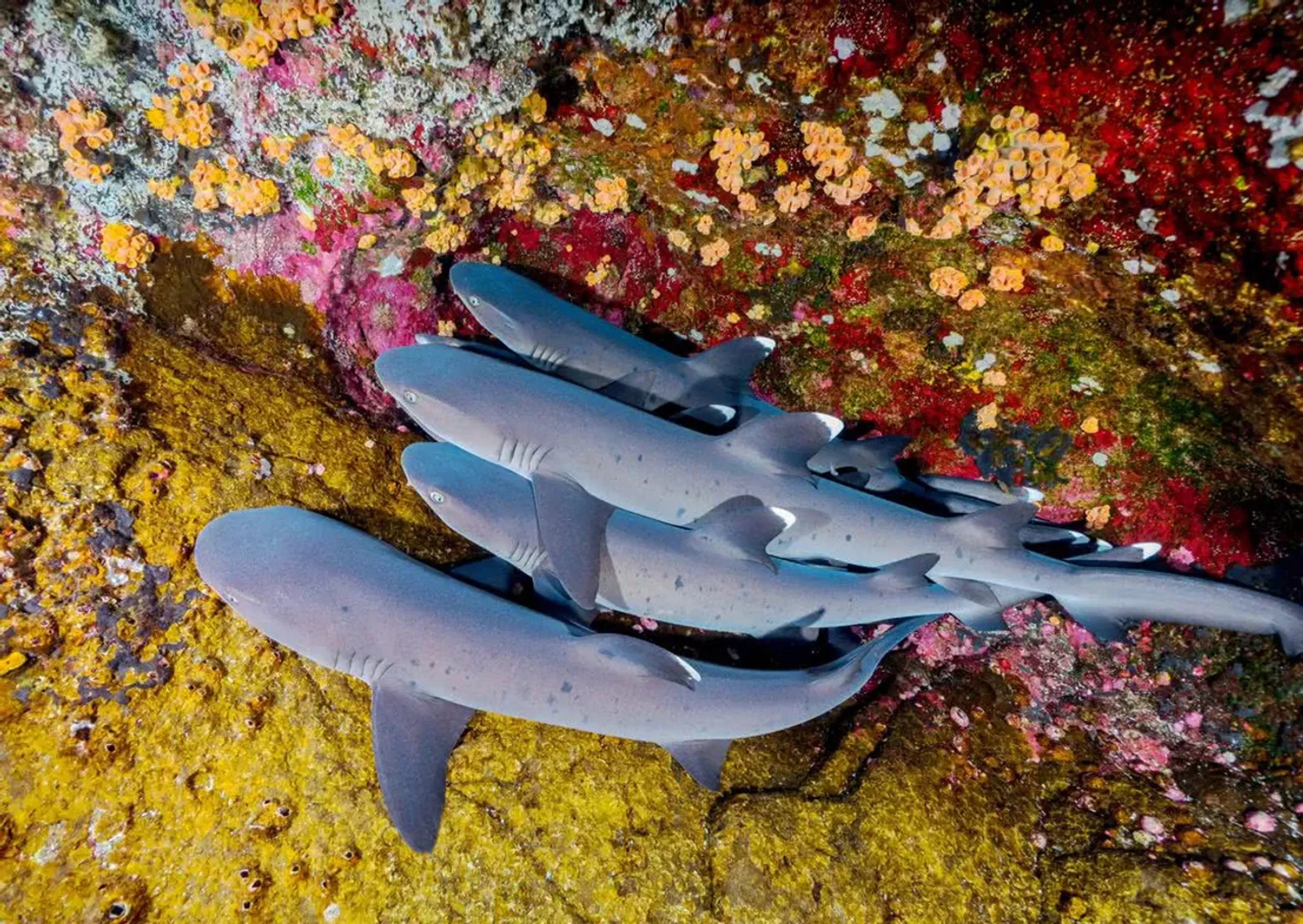 Nurse sharks and coral reefs