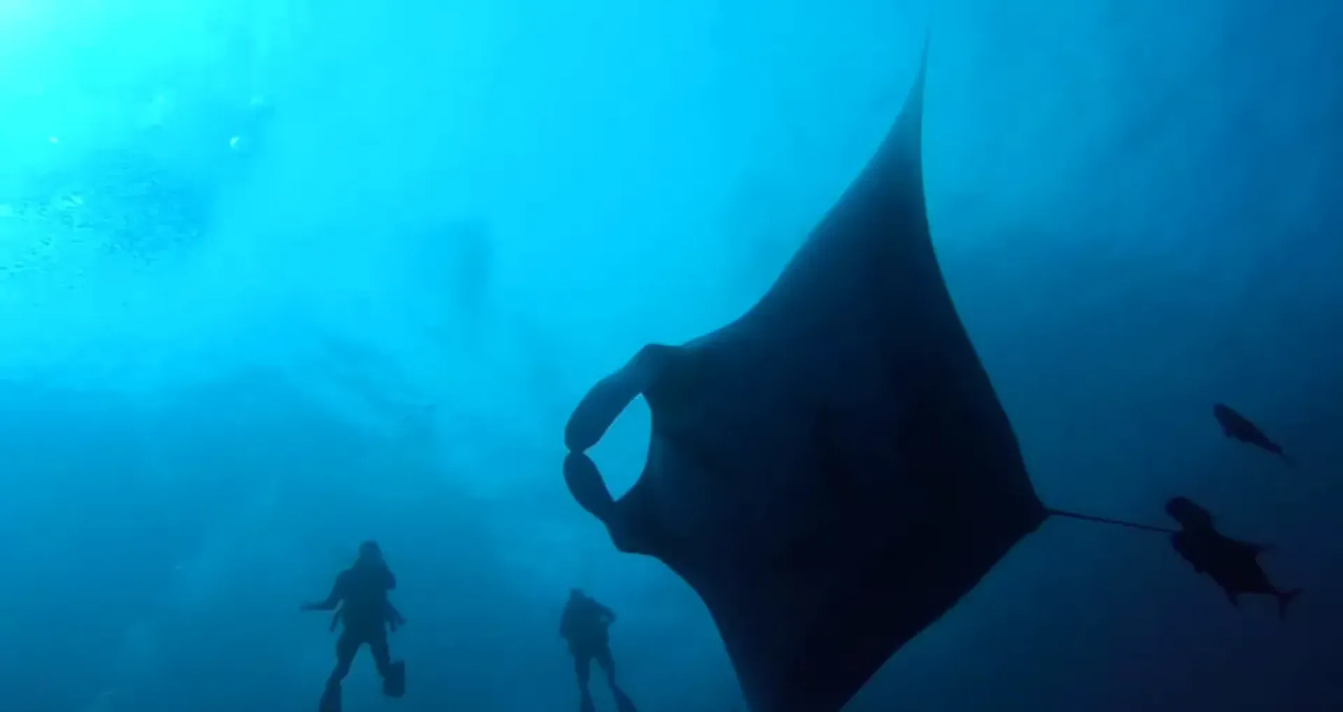 6 reglas que debes saber al bucear con mantarrayas | SeaCrush