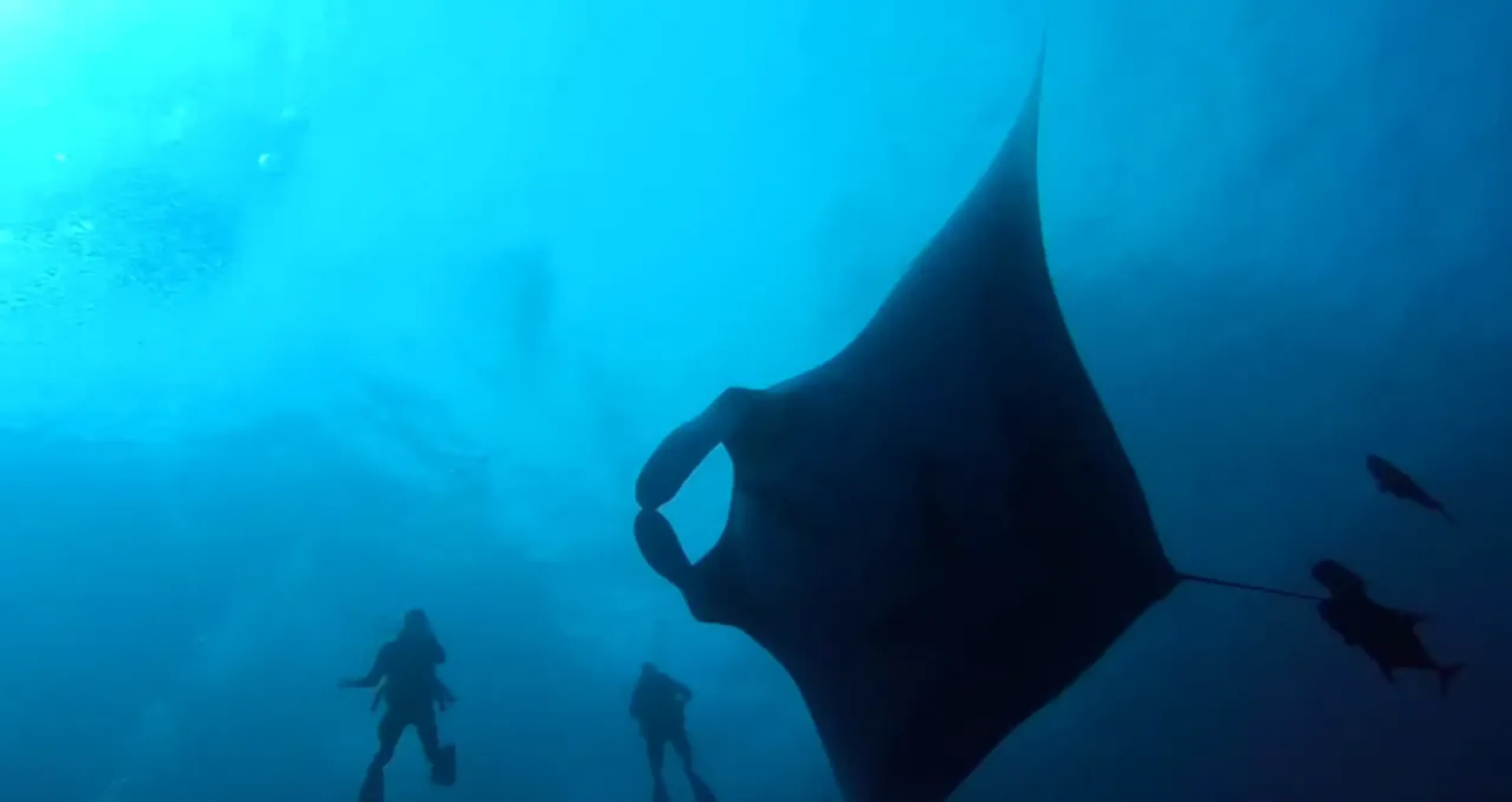 Divers with manta rays