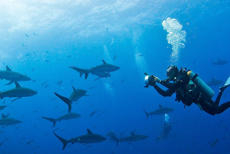 scuba diver in galapagos