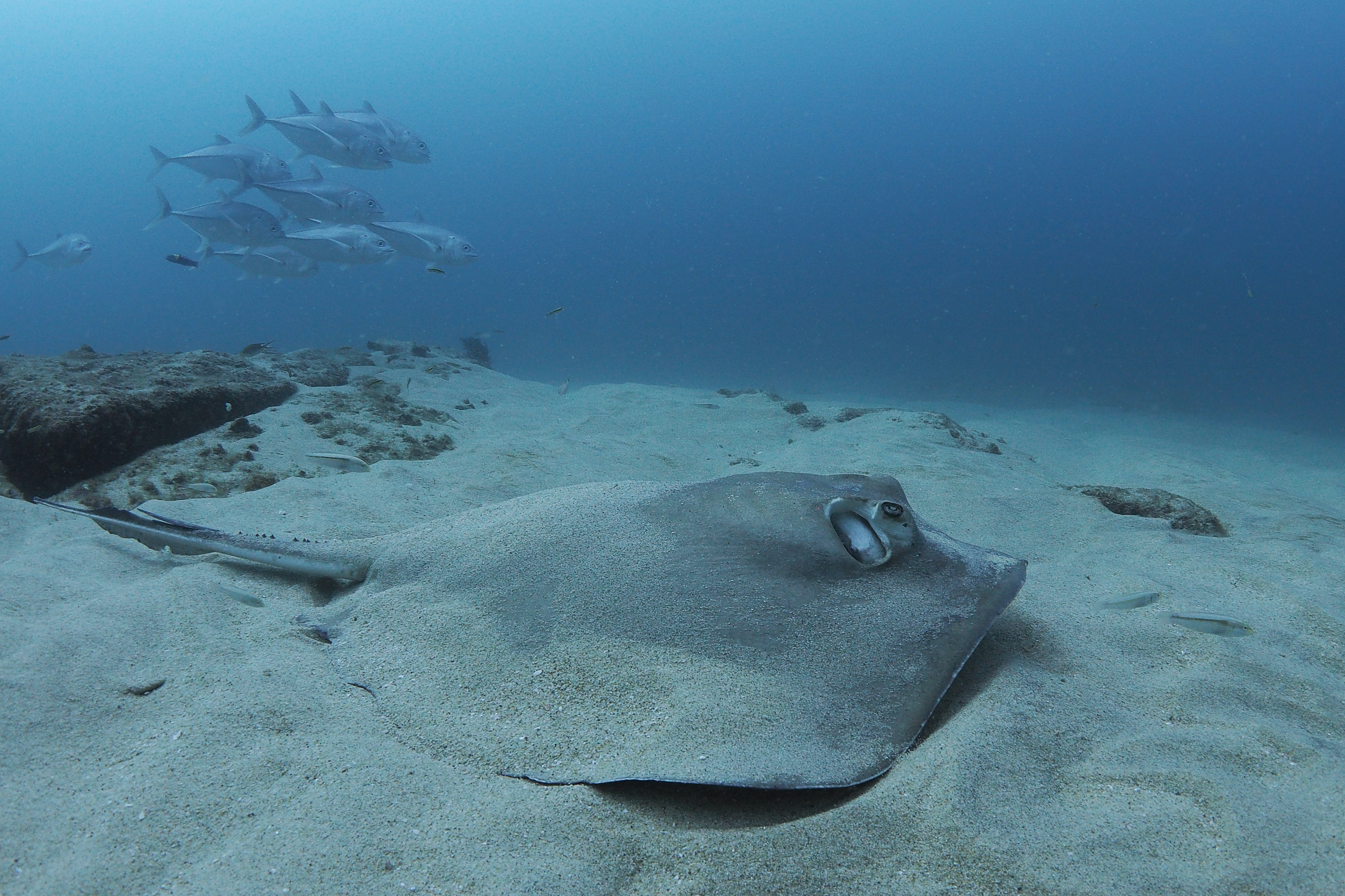 sting ray in cabo pulmo