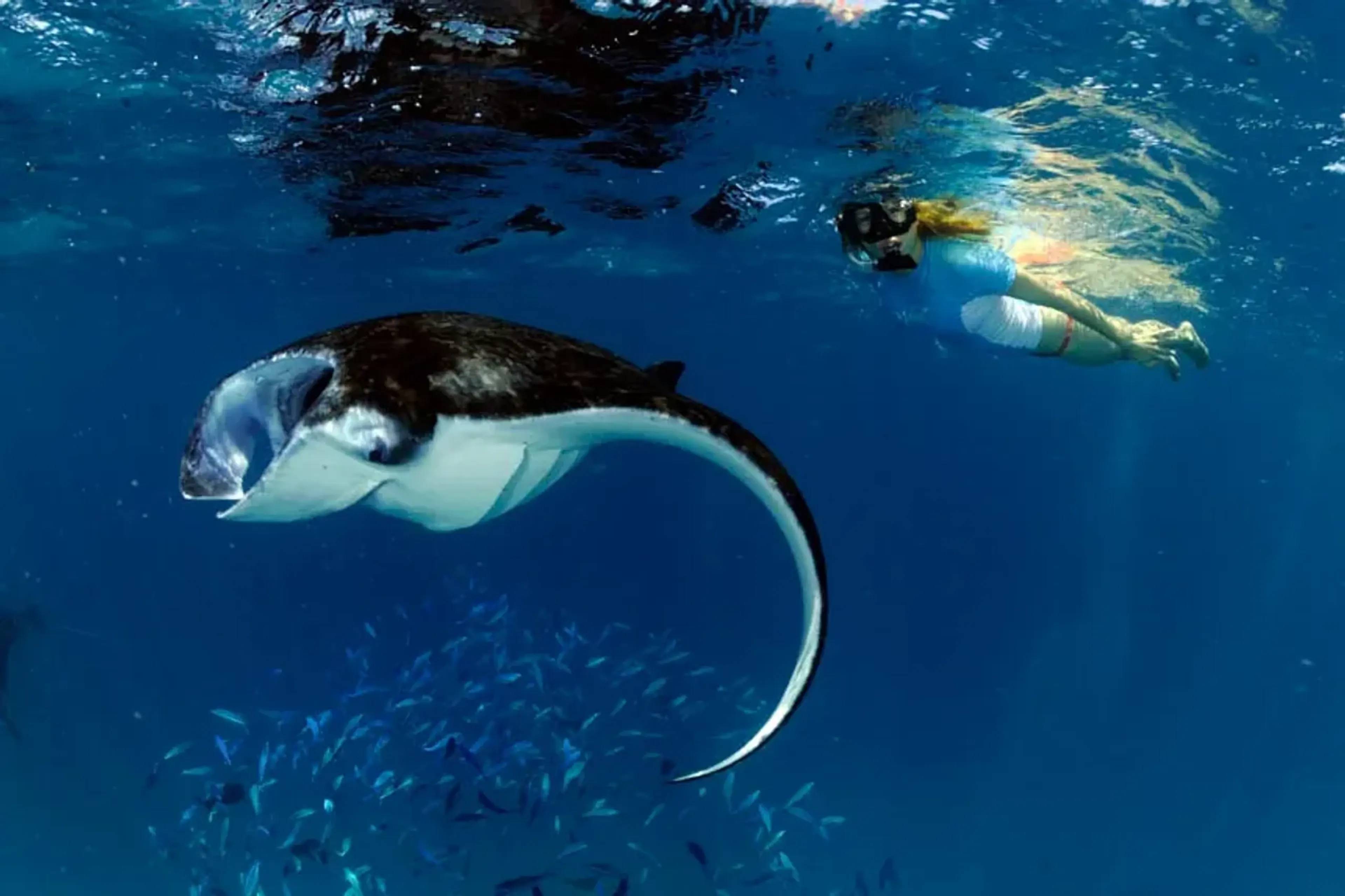 snorkeler with an oceanic manta ray