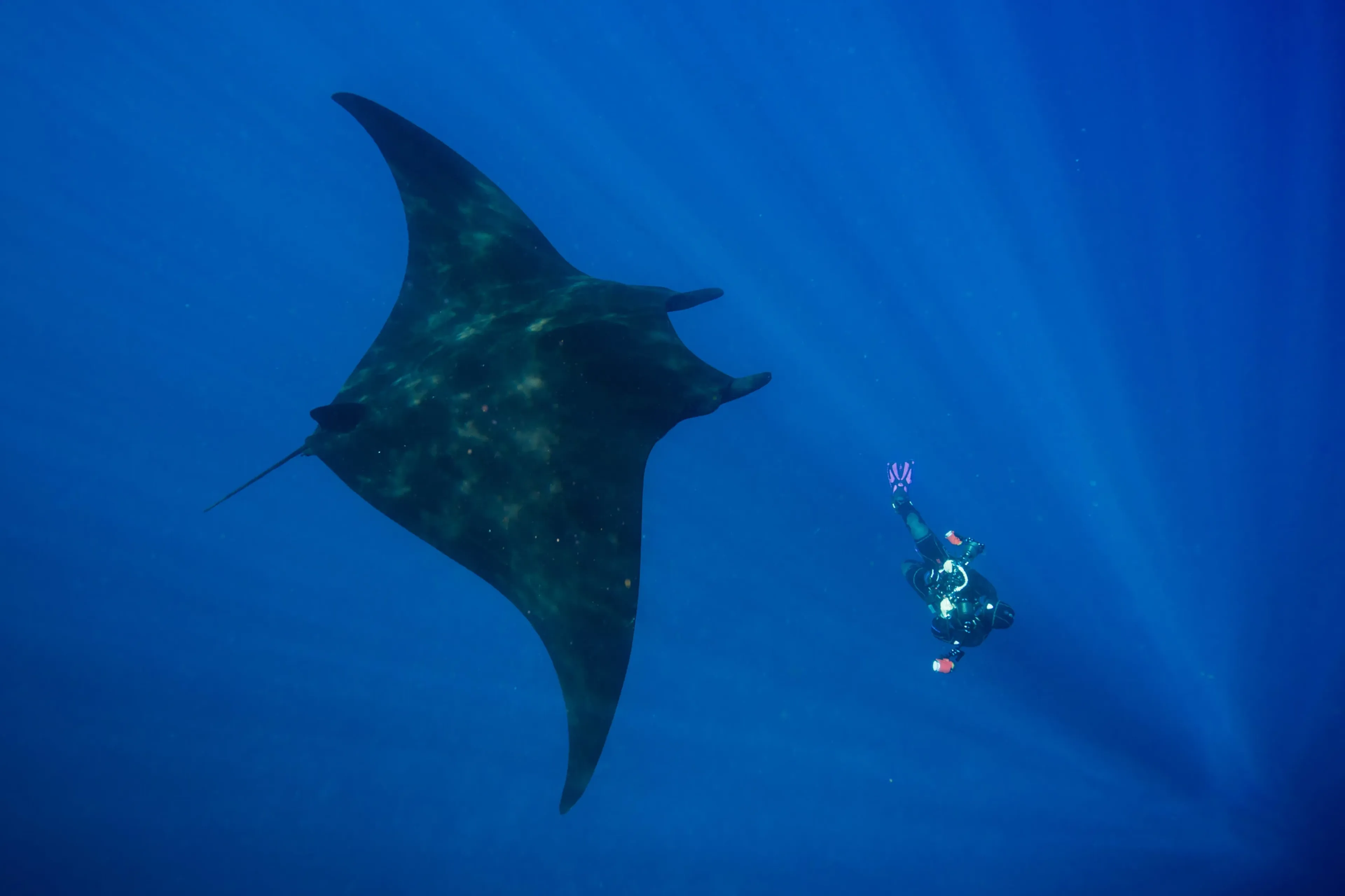 scuba diver taking a picture of an oceanic manta