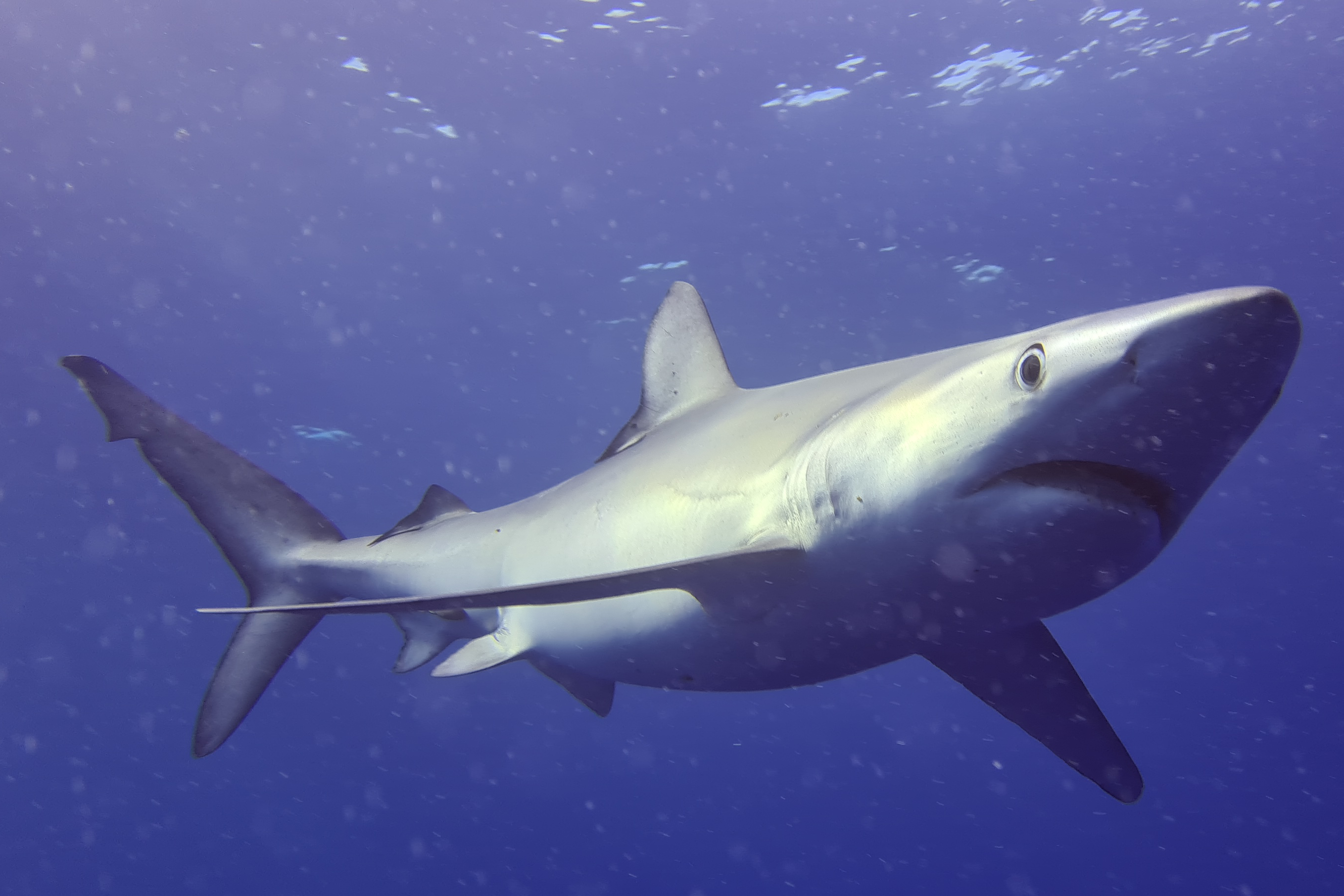 blue shark in azores