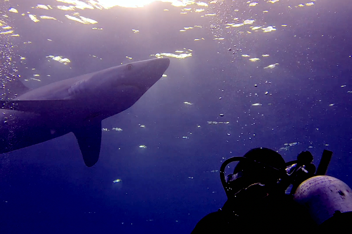 diver with a blue shark in azores