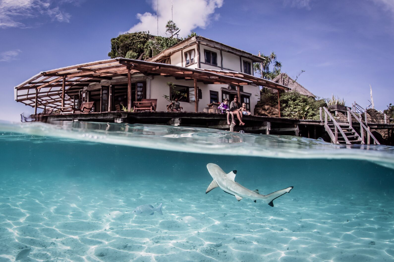 enfants observant les requins de récif juvéniles dans le lagon de misool