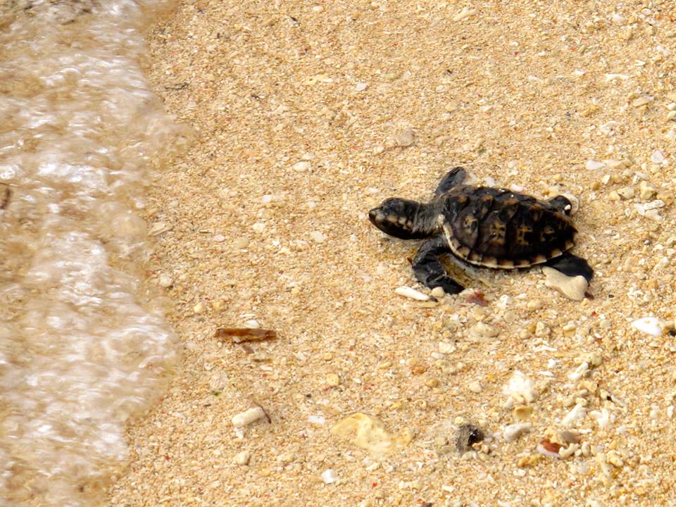 mise à l'eau de tortues à siladen