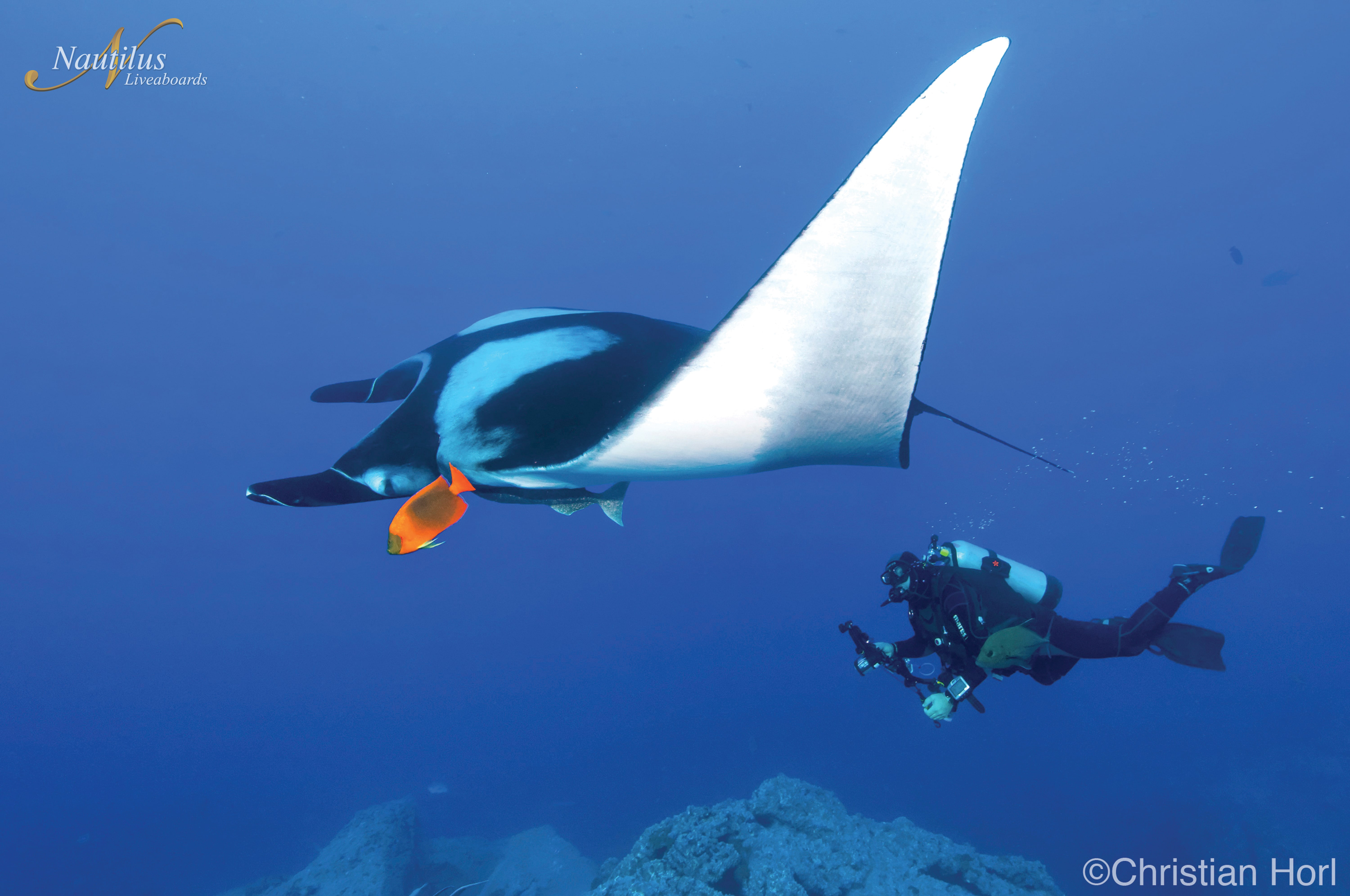 diving with oceanic manta rays in socorro