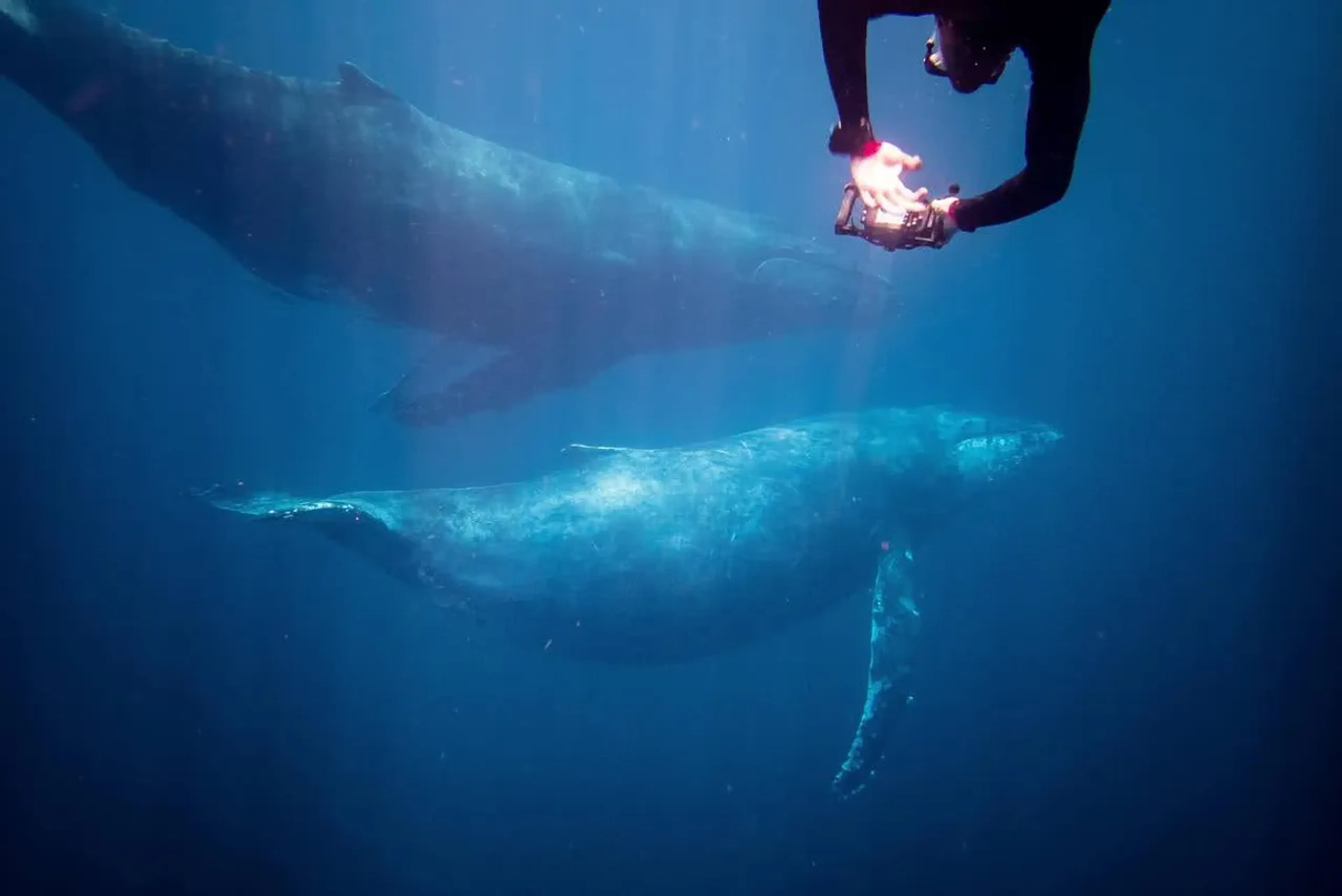 Nageur avec des baleines à bosse