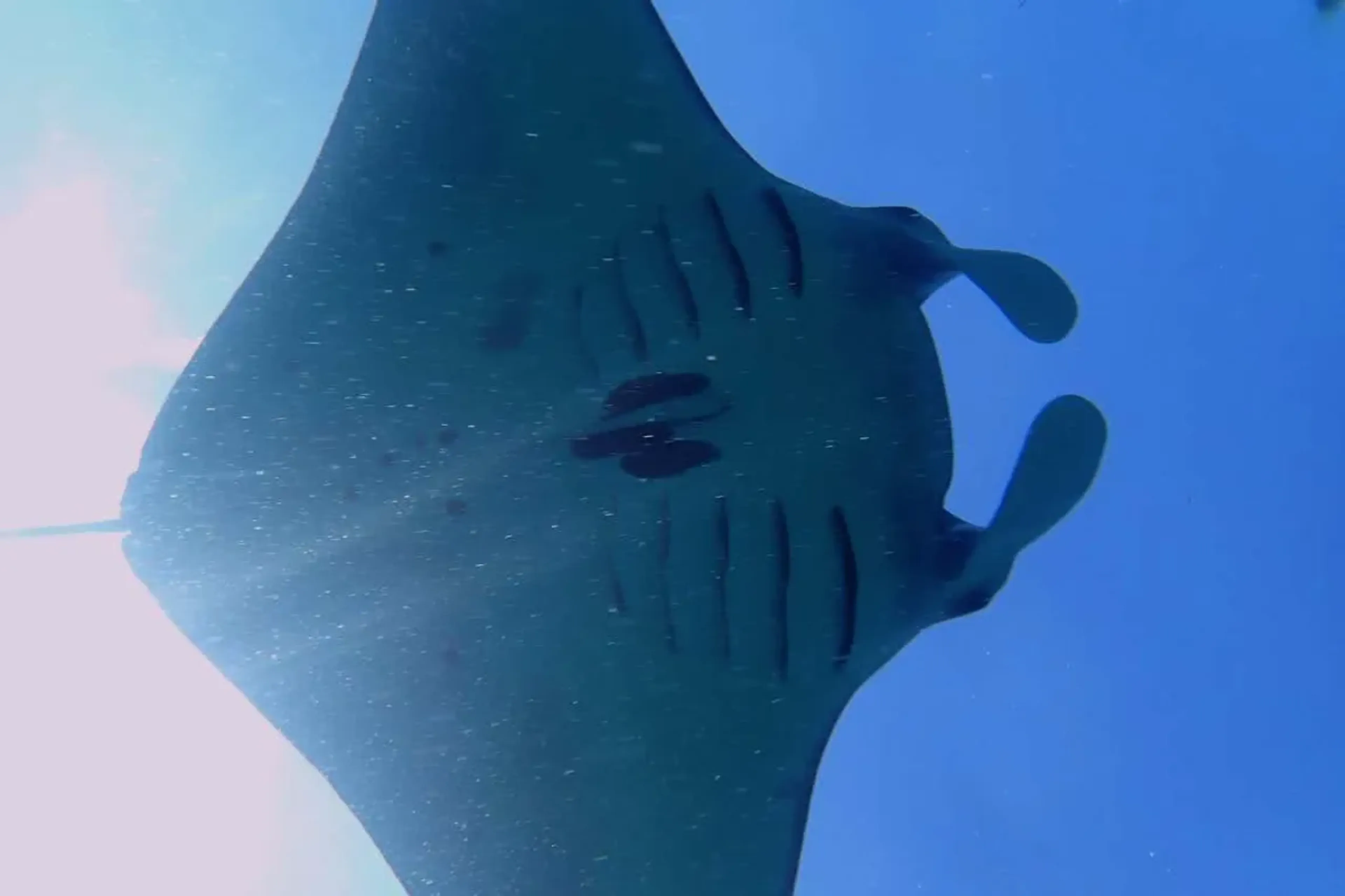 Identifying a manta ray with its belly markings  