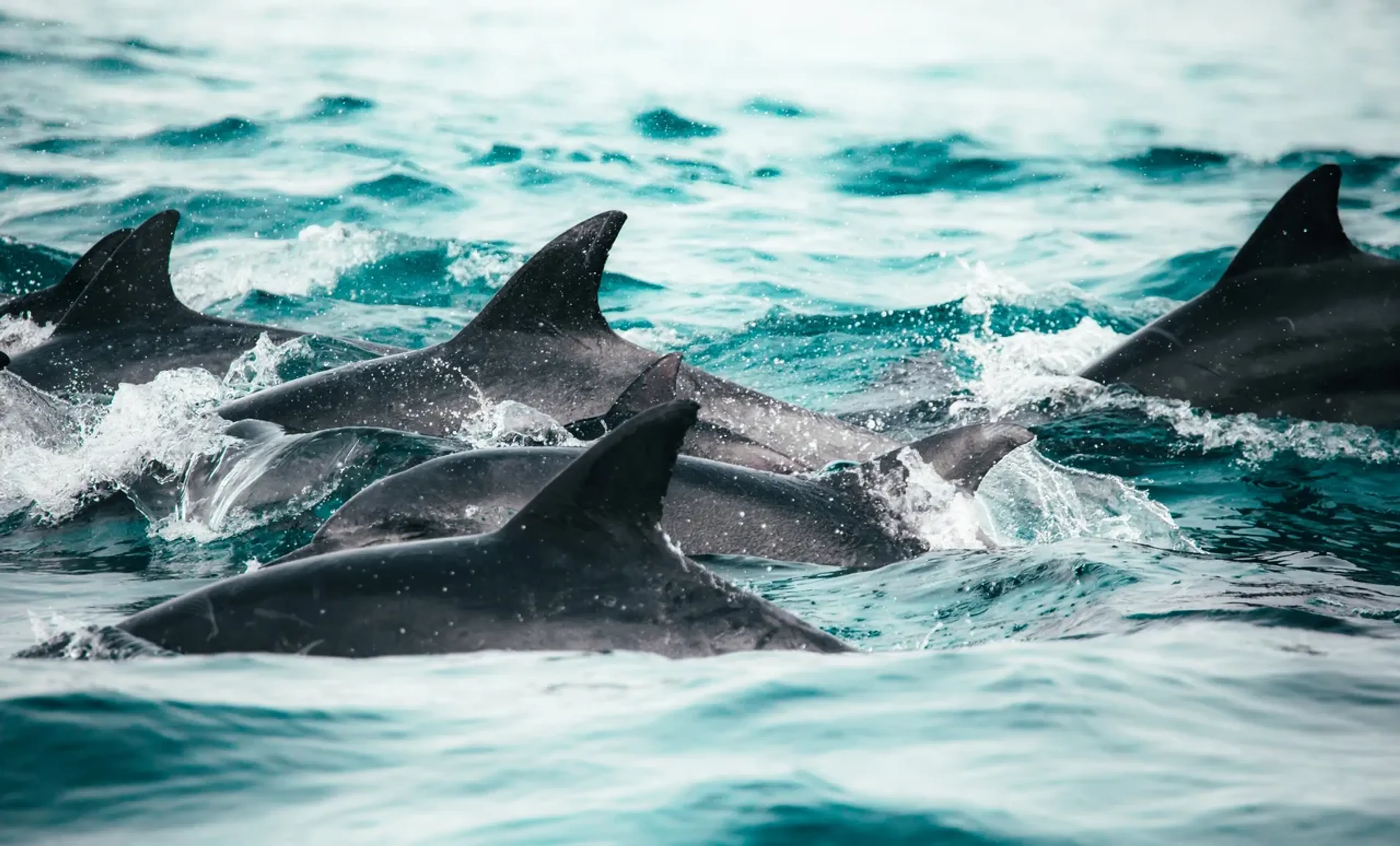 groupe de dauphins