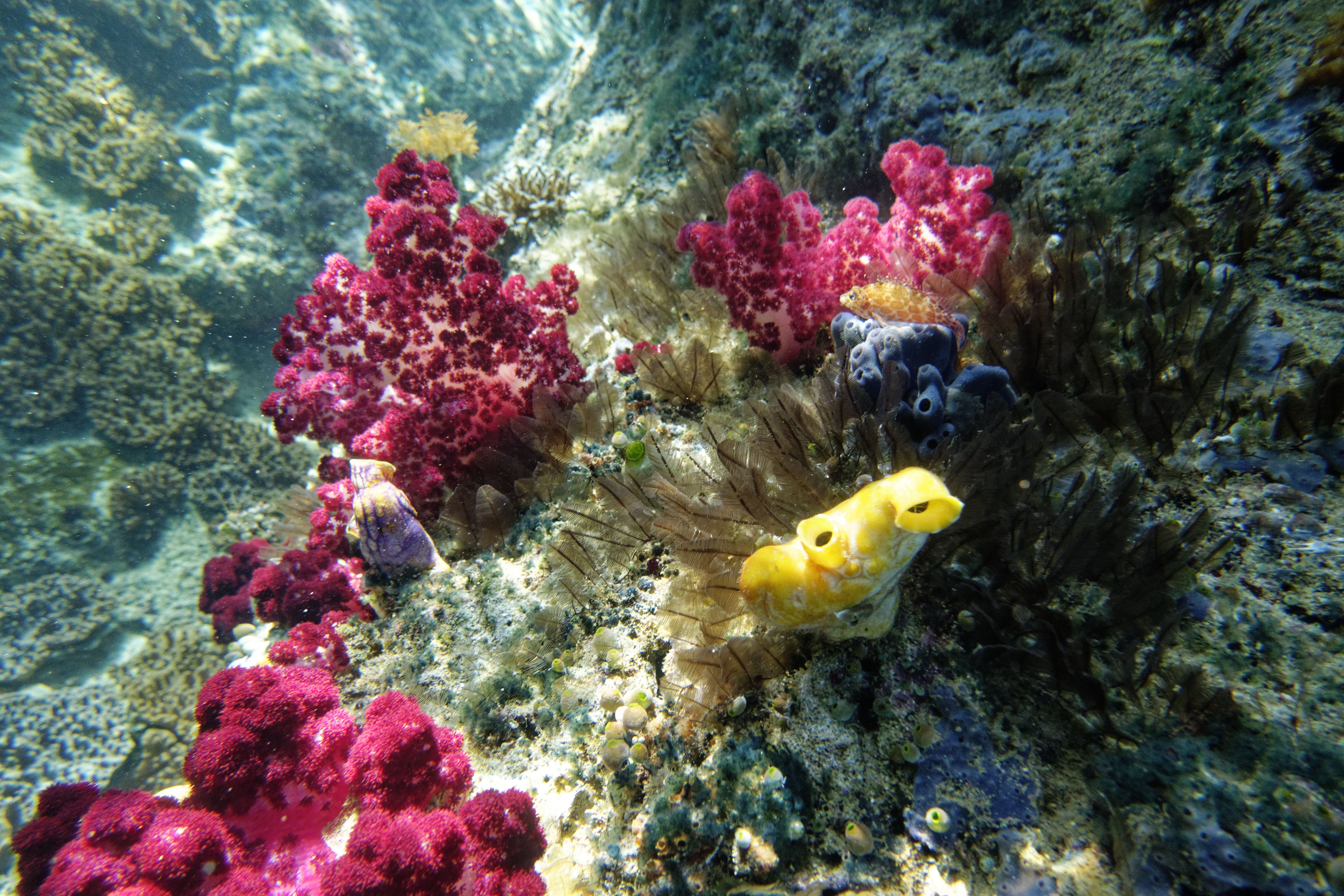 sites de plongée à Raja Ampat