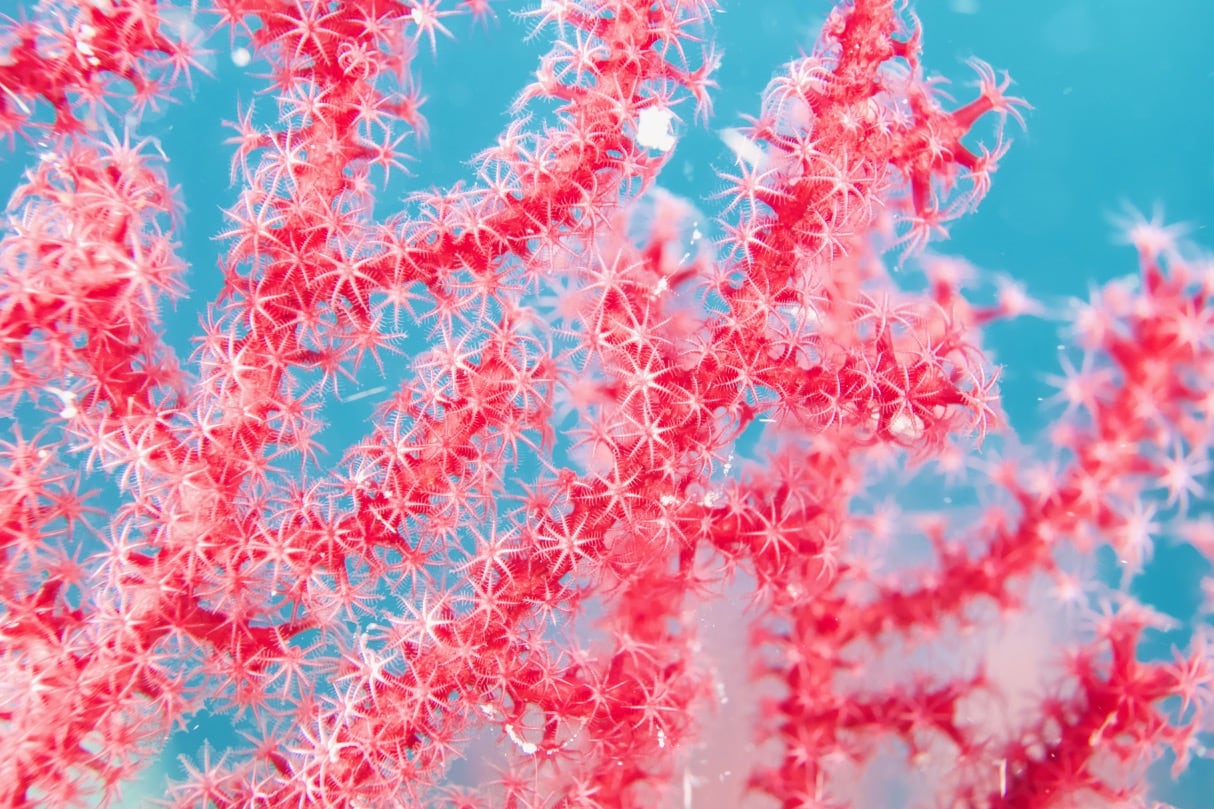 coral reefs in Raja Ampat