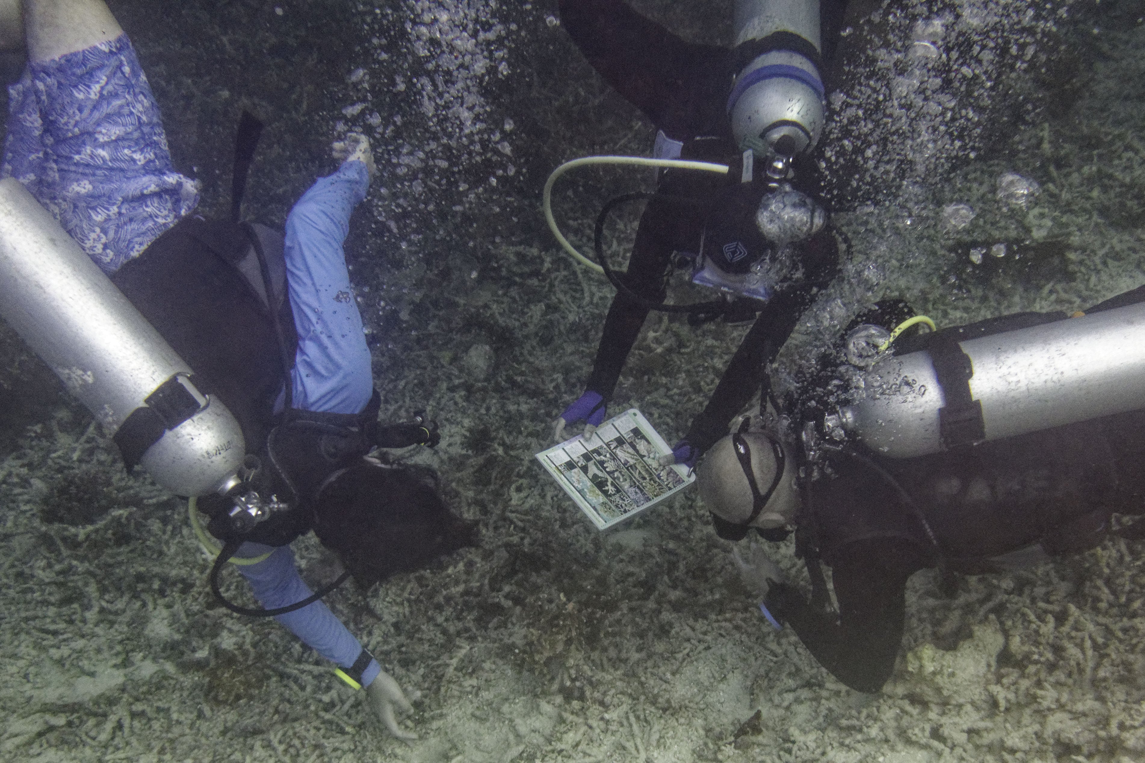 recensement du corail en plongée