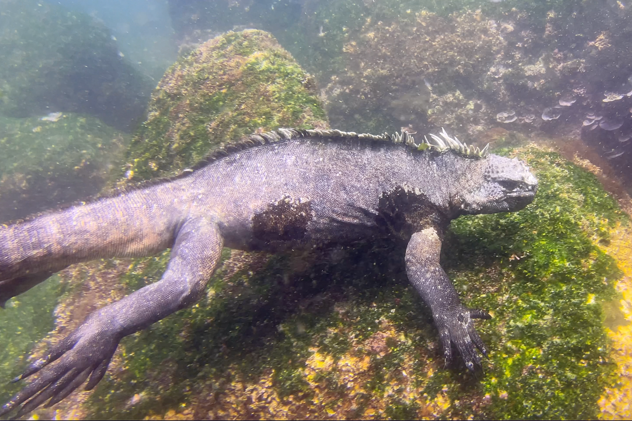 marine iguana in galapagos