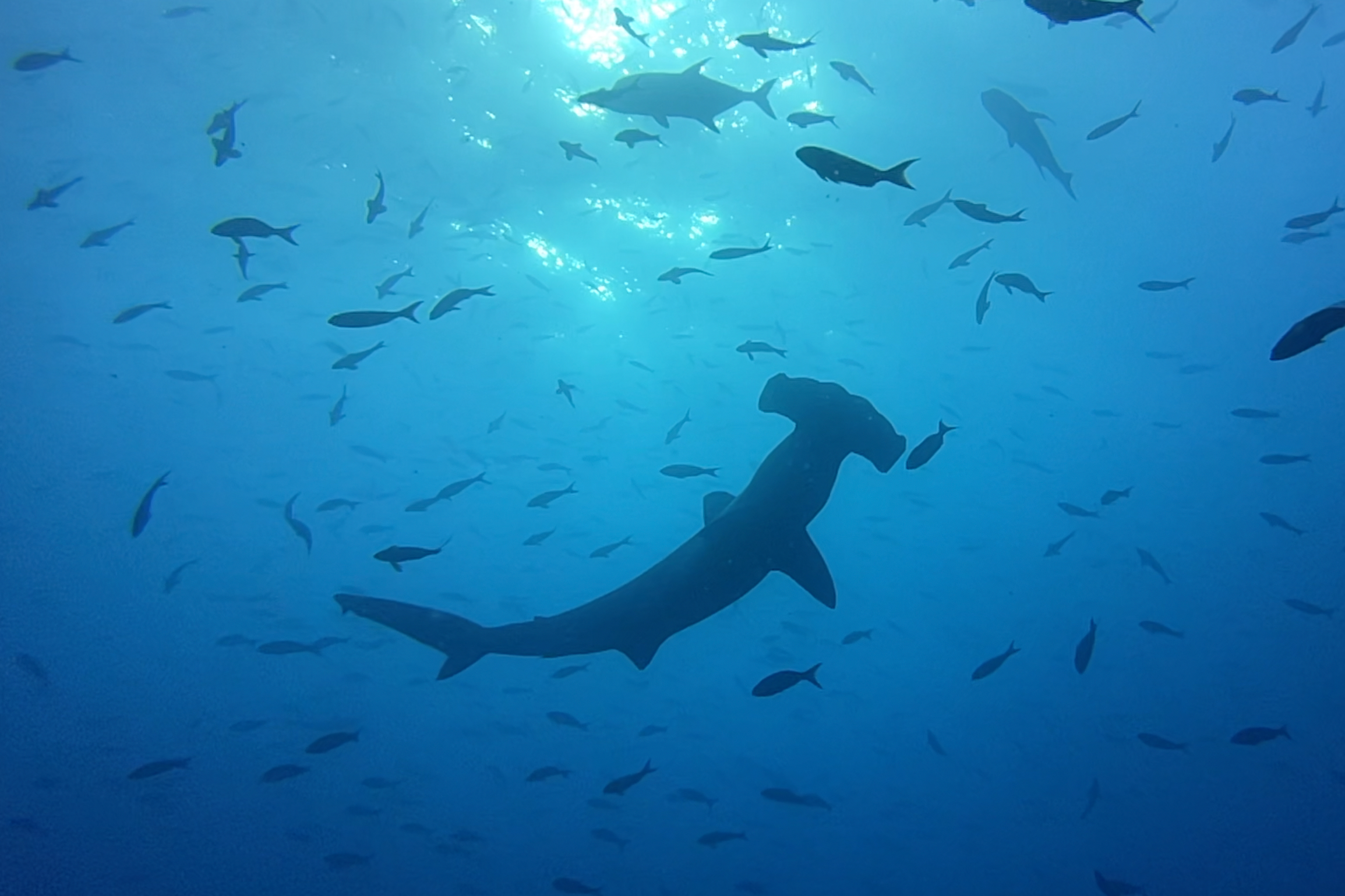 hammerhead shark in galapagos