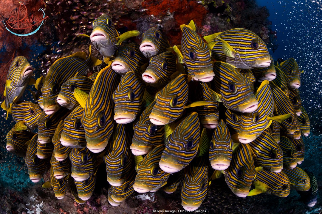 school of fish in Raja Ampat