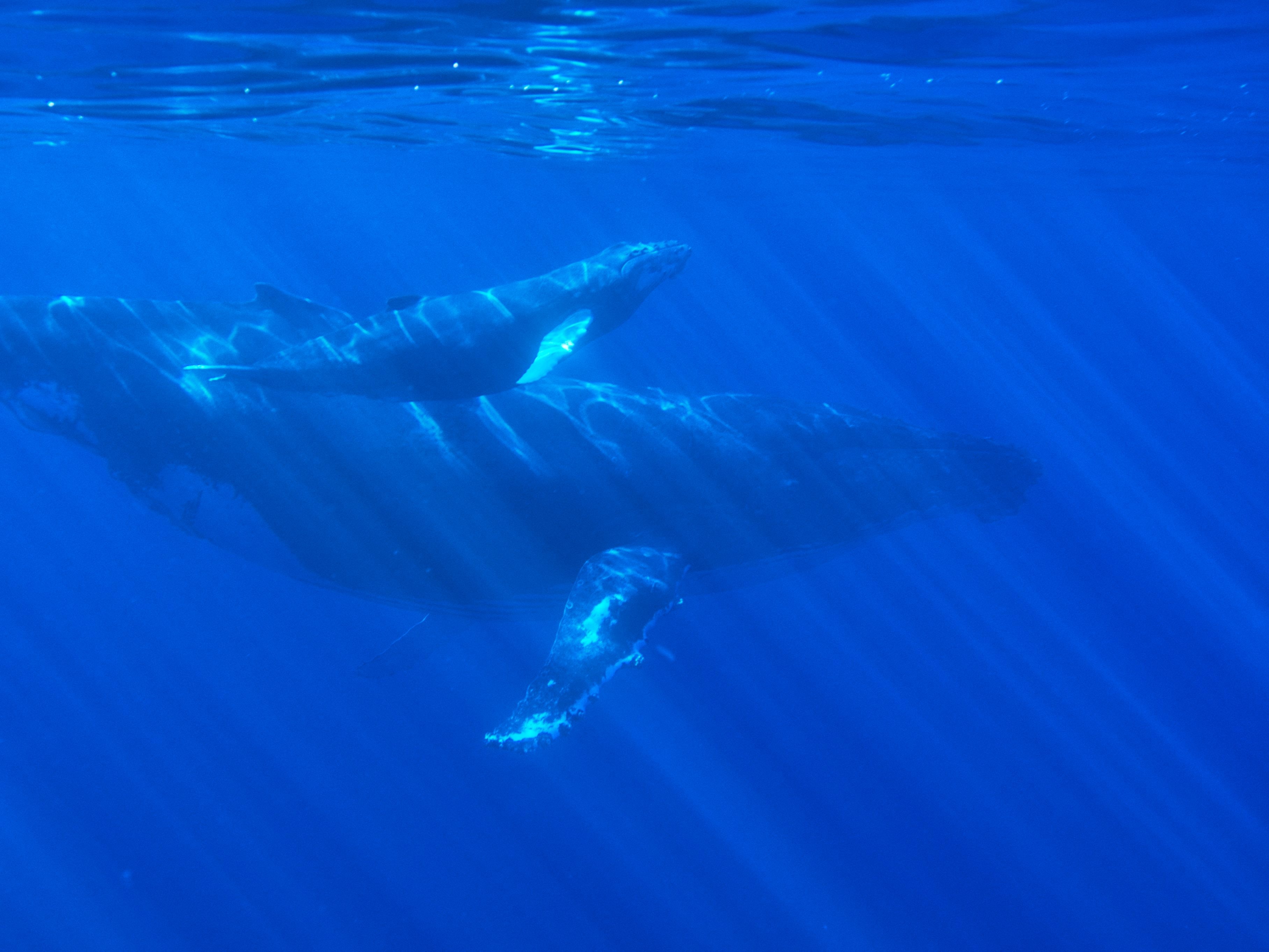 humpback whales in socorro