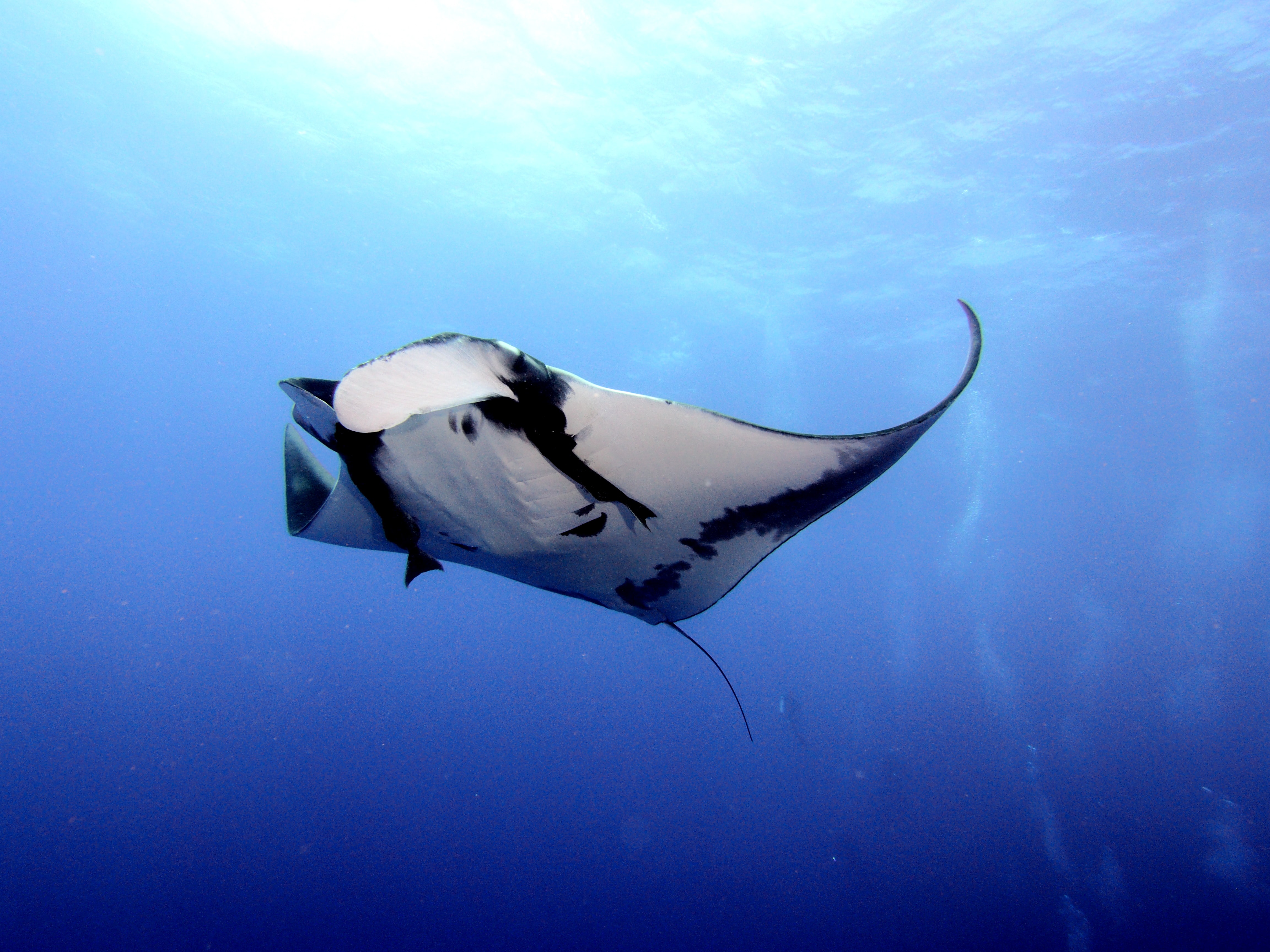 oceanic manta ray in socorro