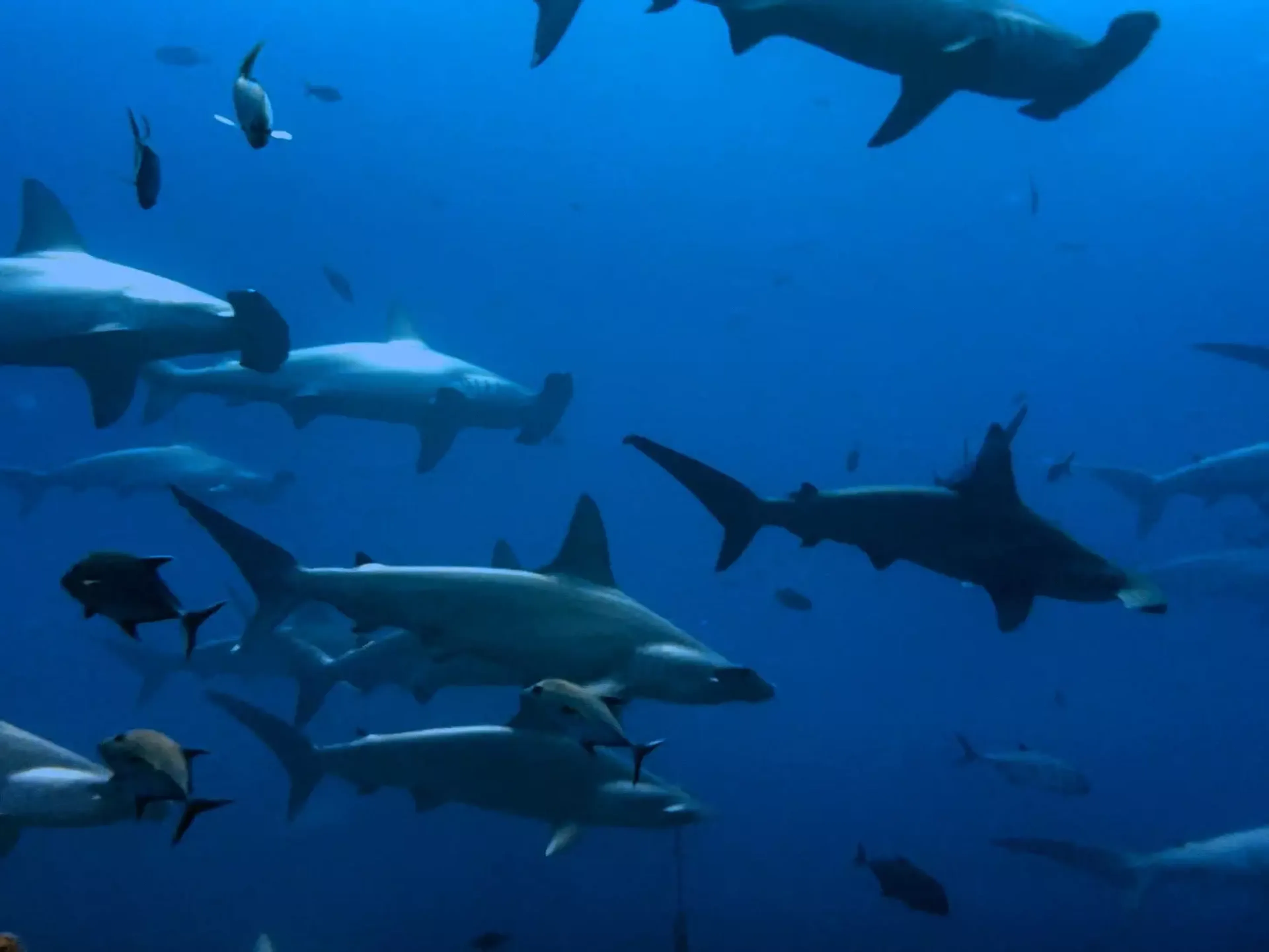 school of hammerheads sharks in socorro