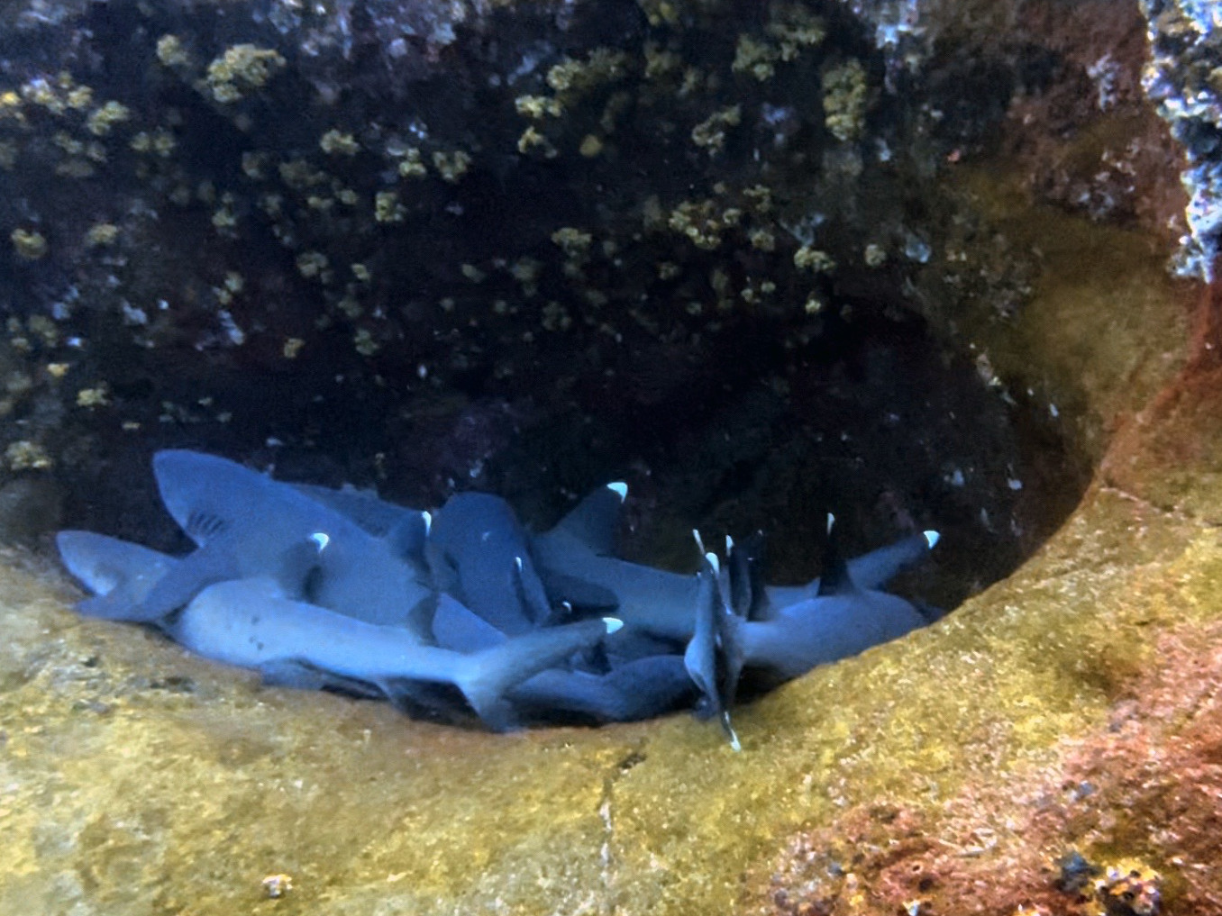 requins au site de roca partida a socorro