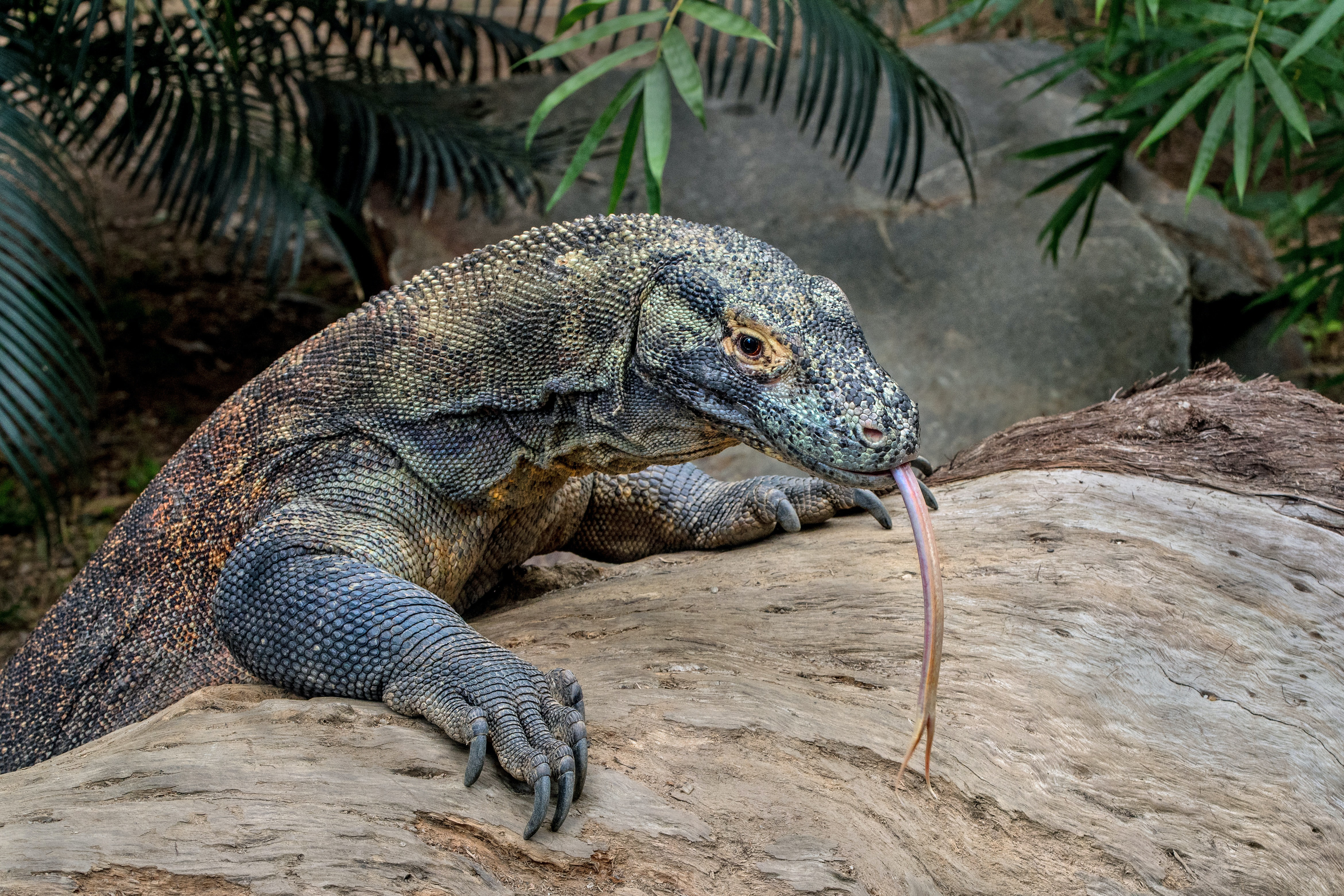 dragons de komodo