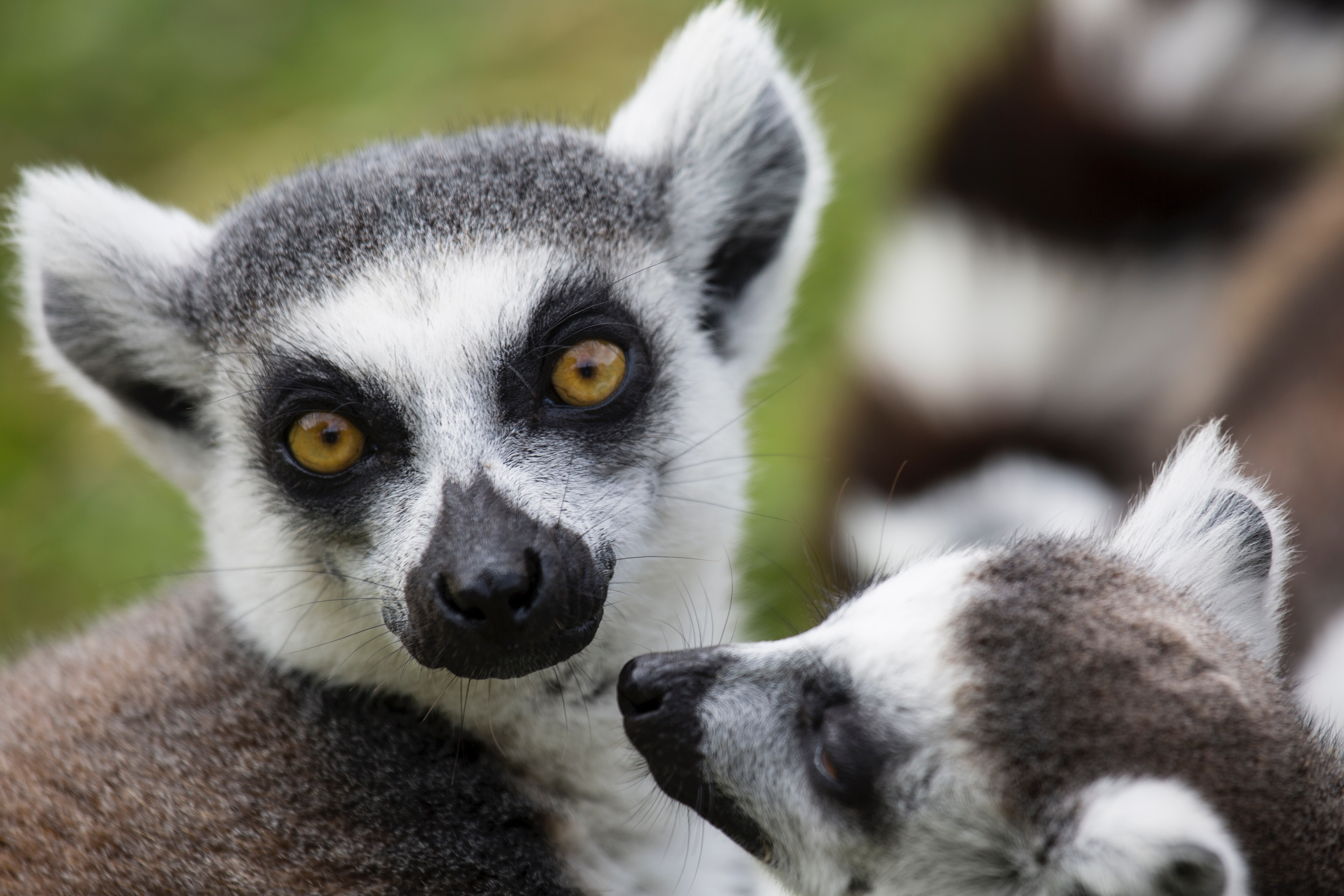 black lemurs in madagascar