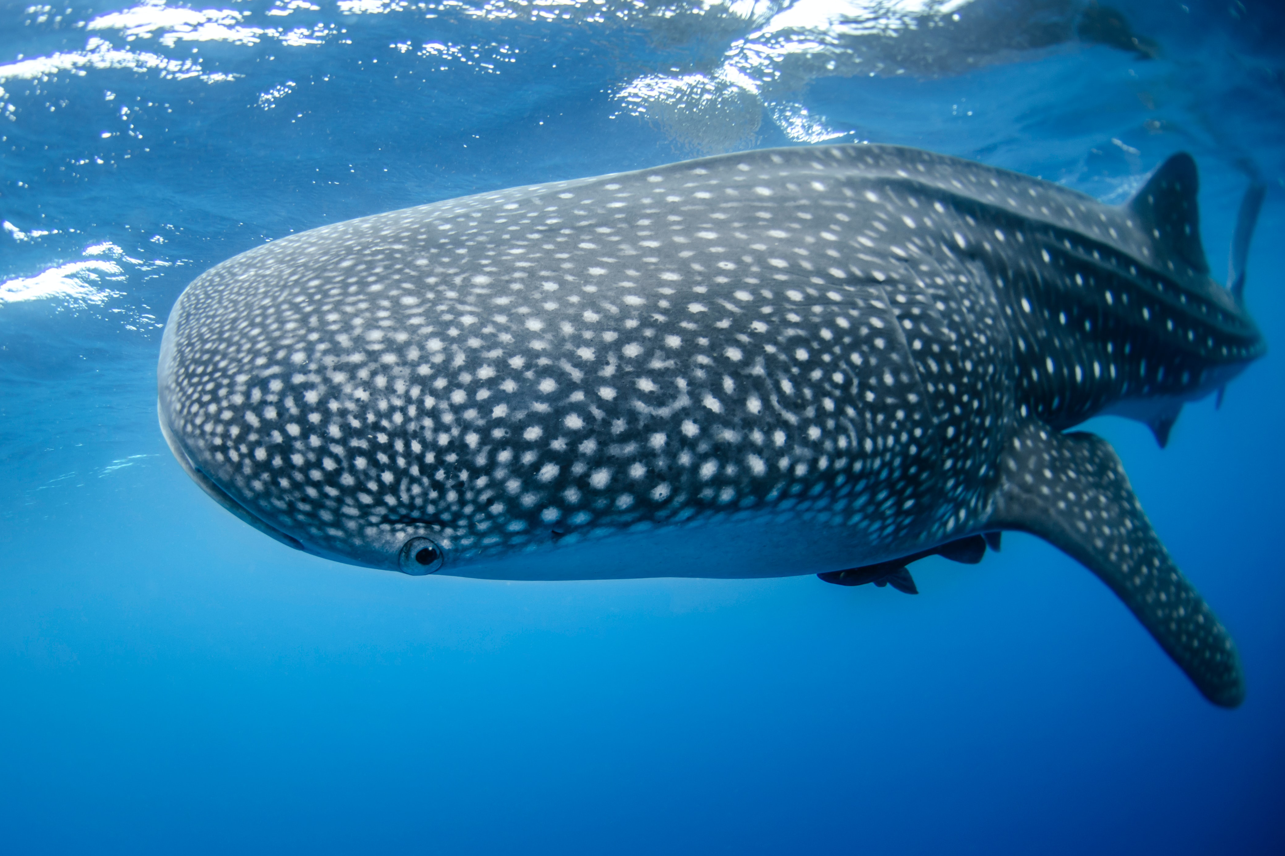 whale shark in maldives