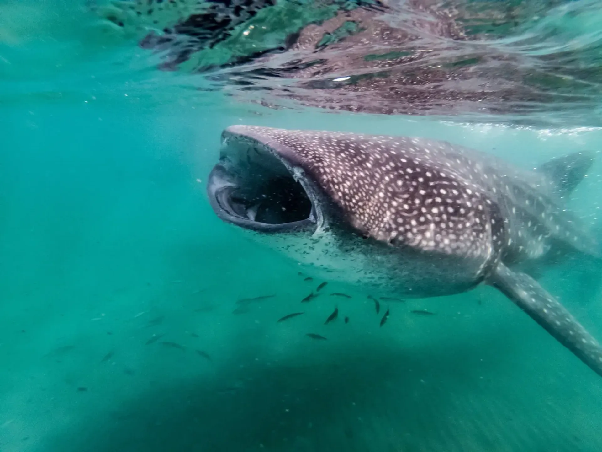 Swimming with Whale Sharks in Belize