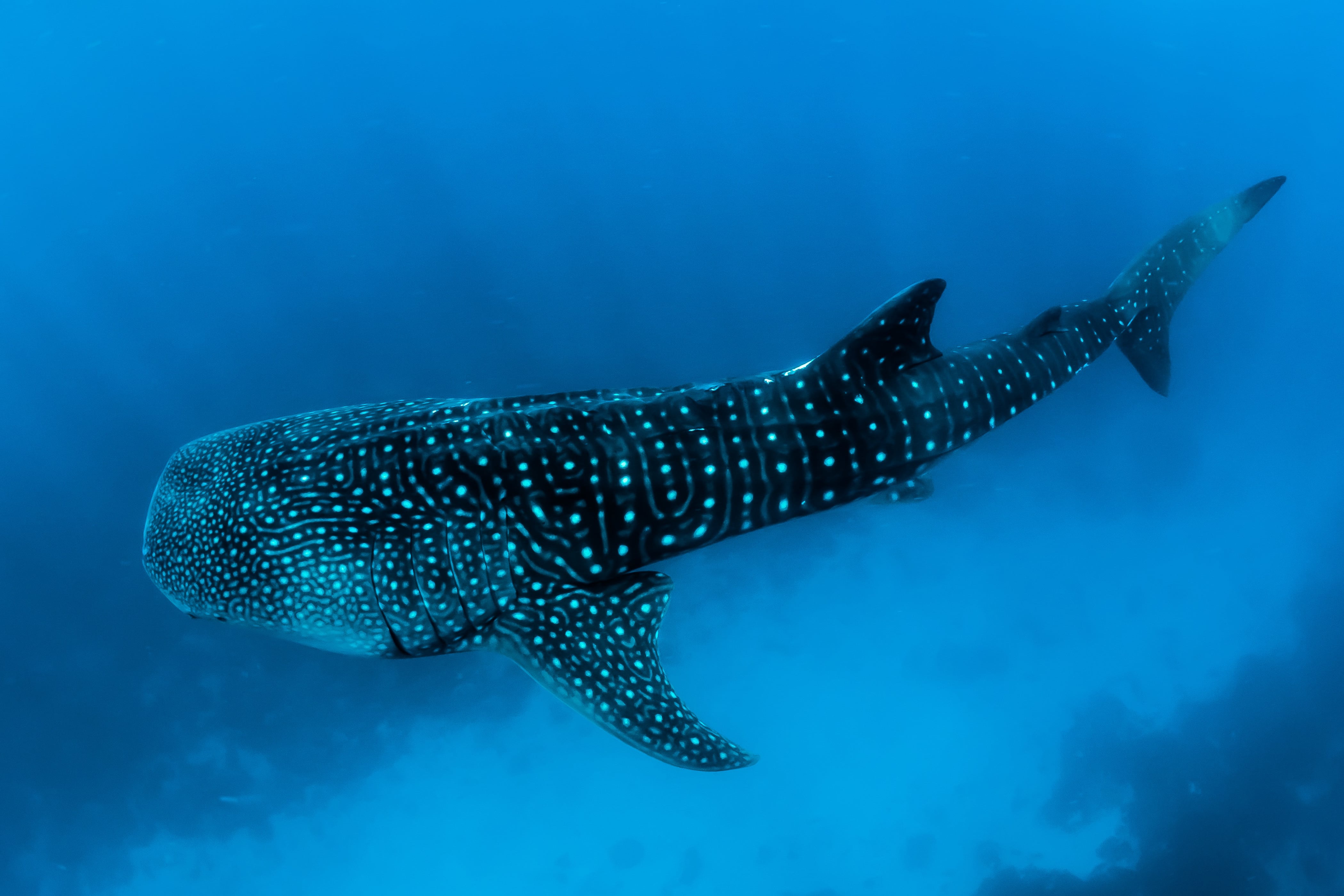 requin baleine à utila