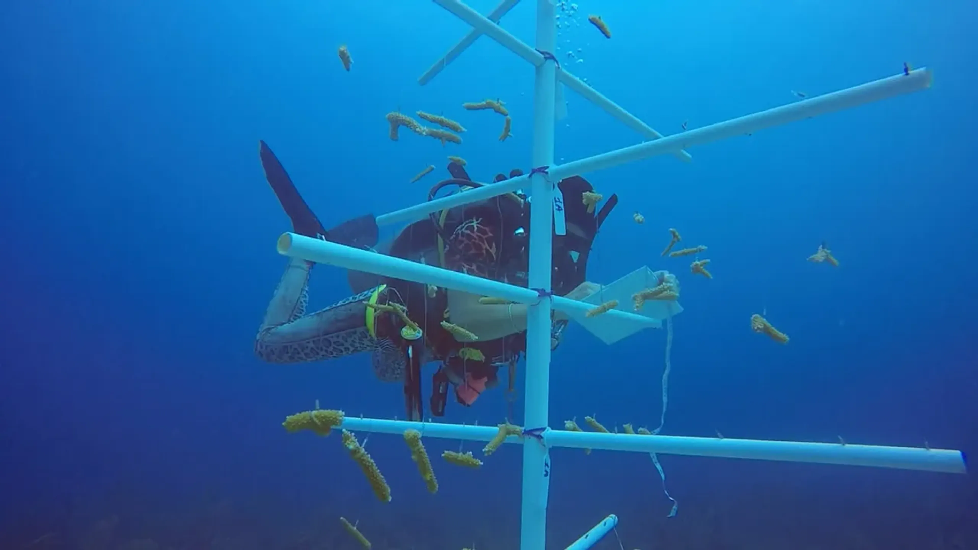 Underwater coral reef nursery in Utila, Honduras