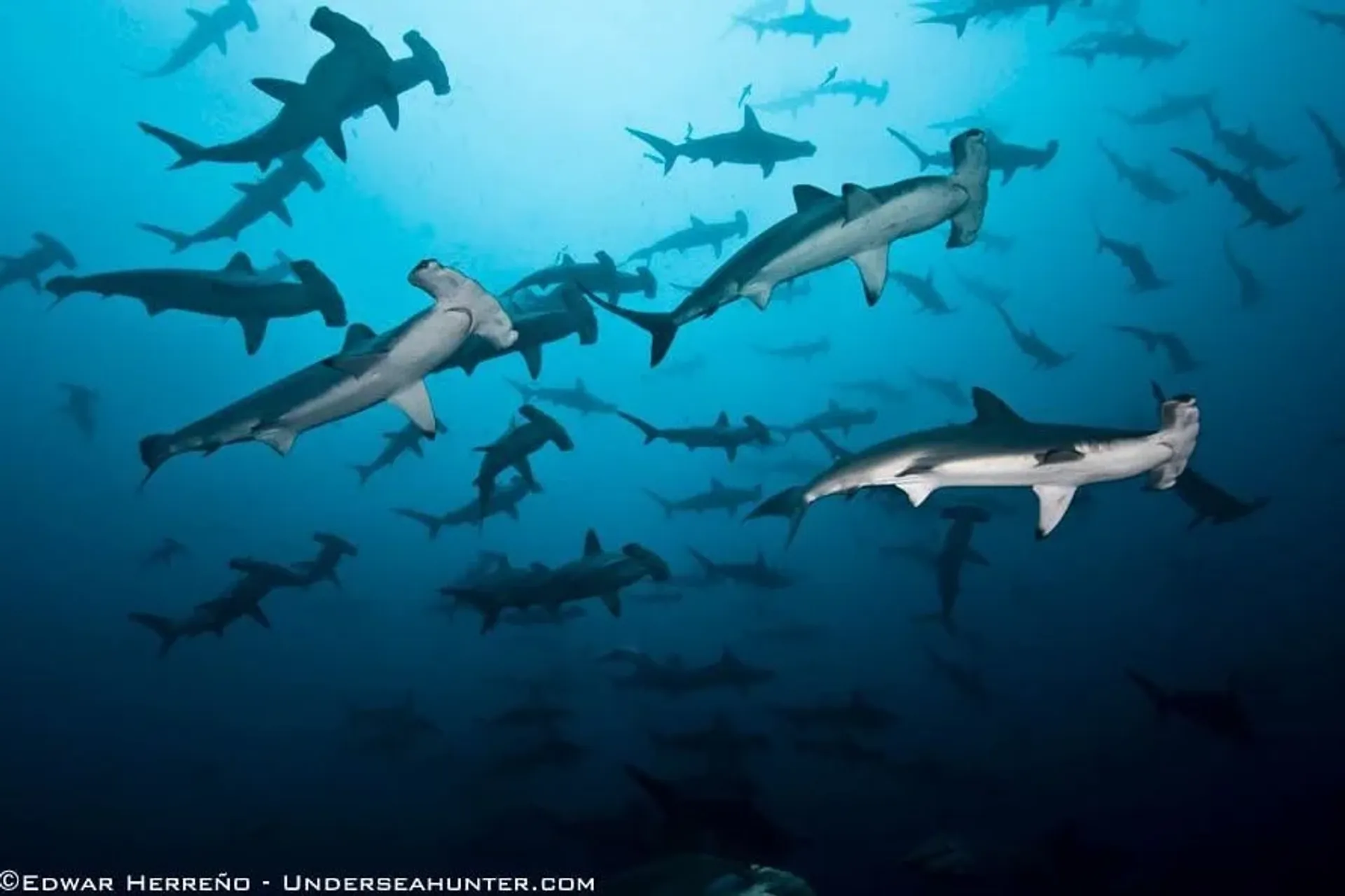 diving alcyone, the most famous site of cocos island