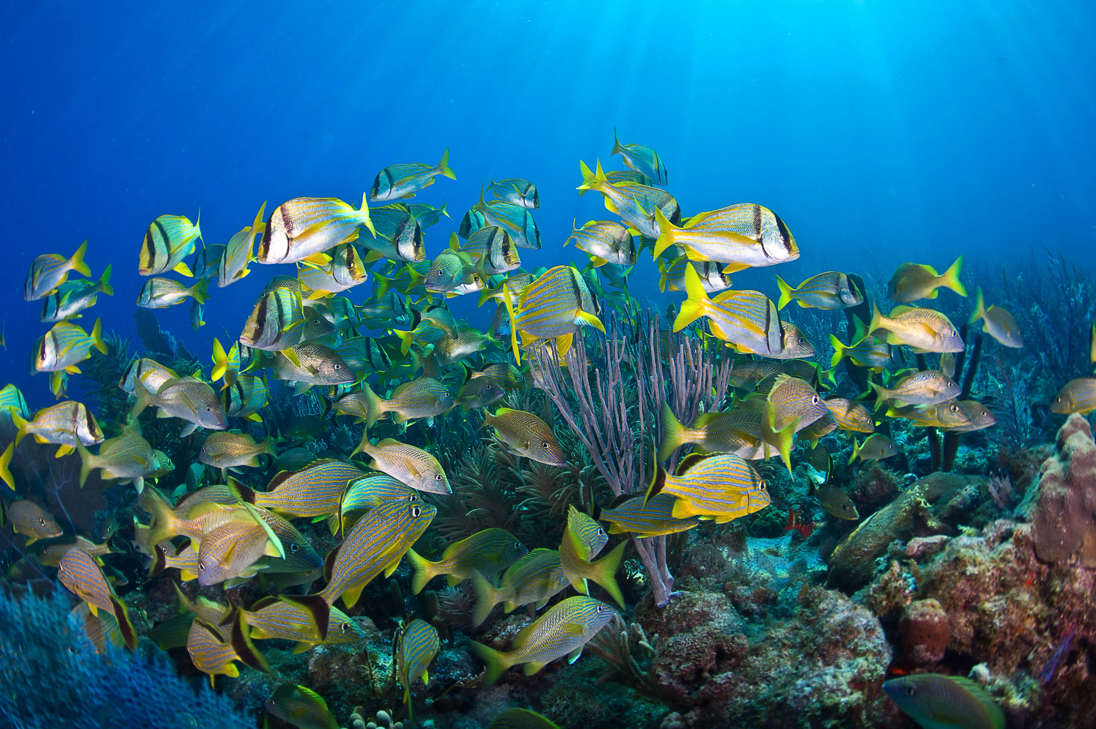 healthy coral reefs in cuba