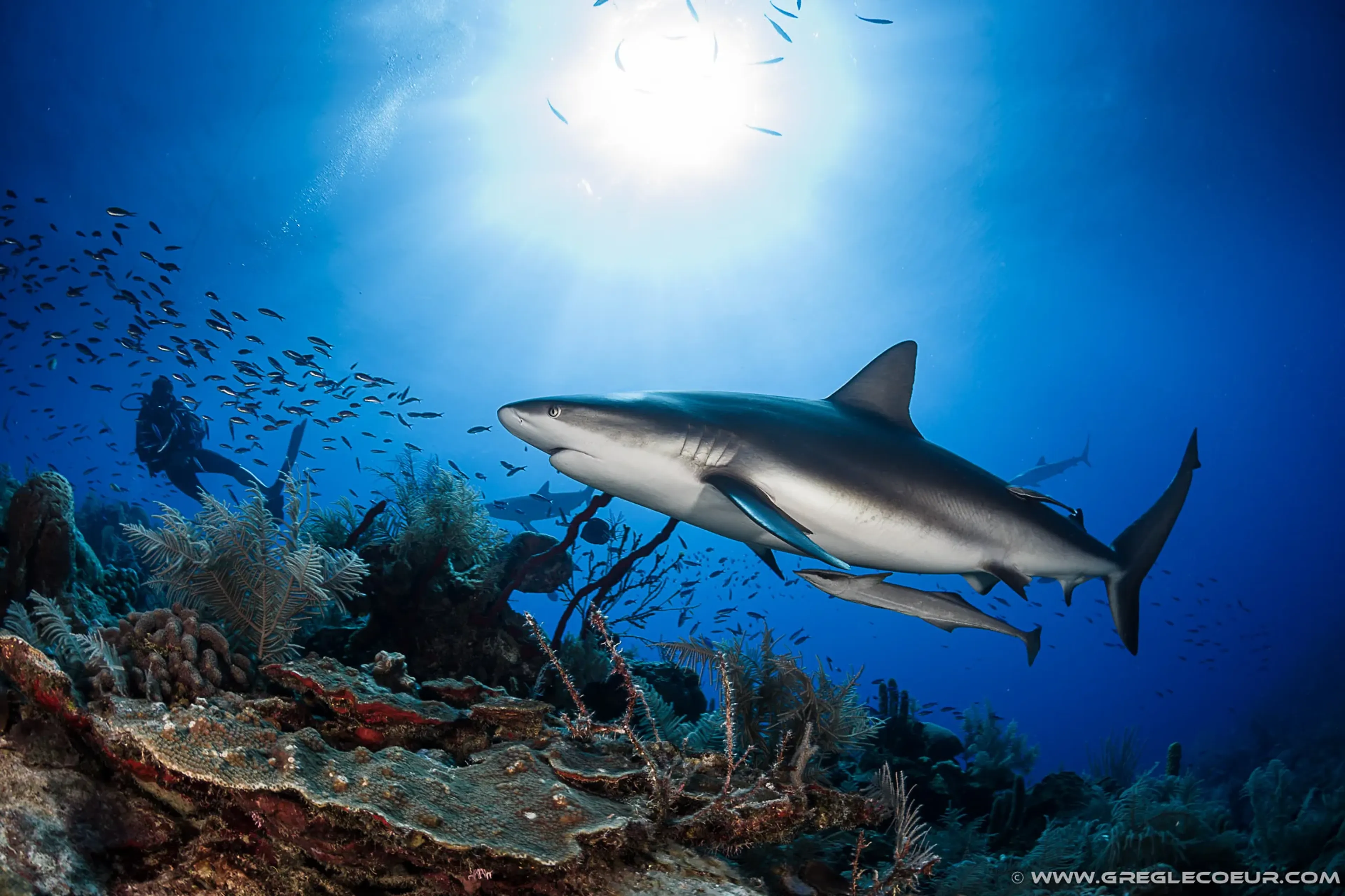 plongée avec un requin aux jardins de la reine à cuba