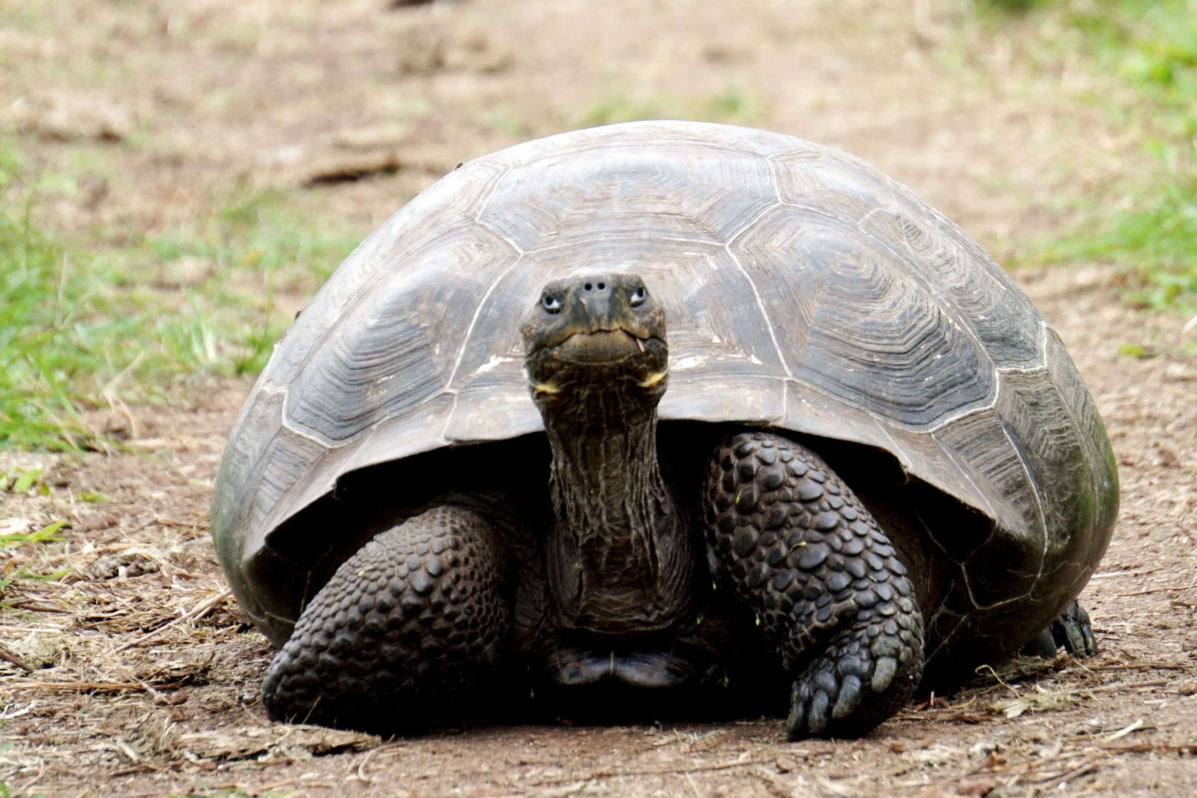 galapagos giant tortoise