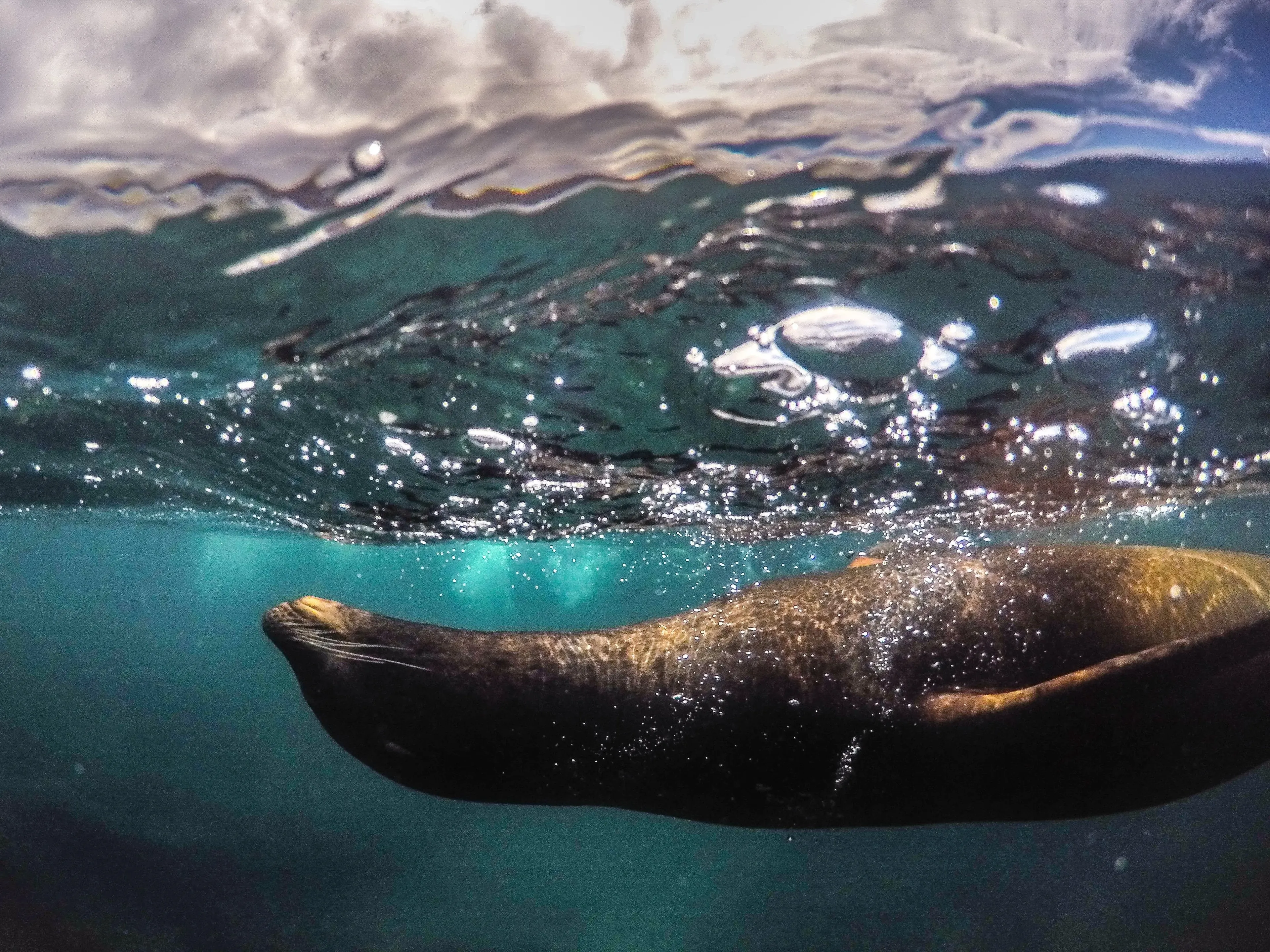 snorkeling in the galápagos