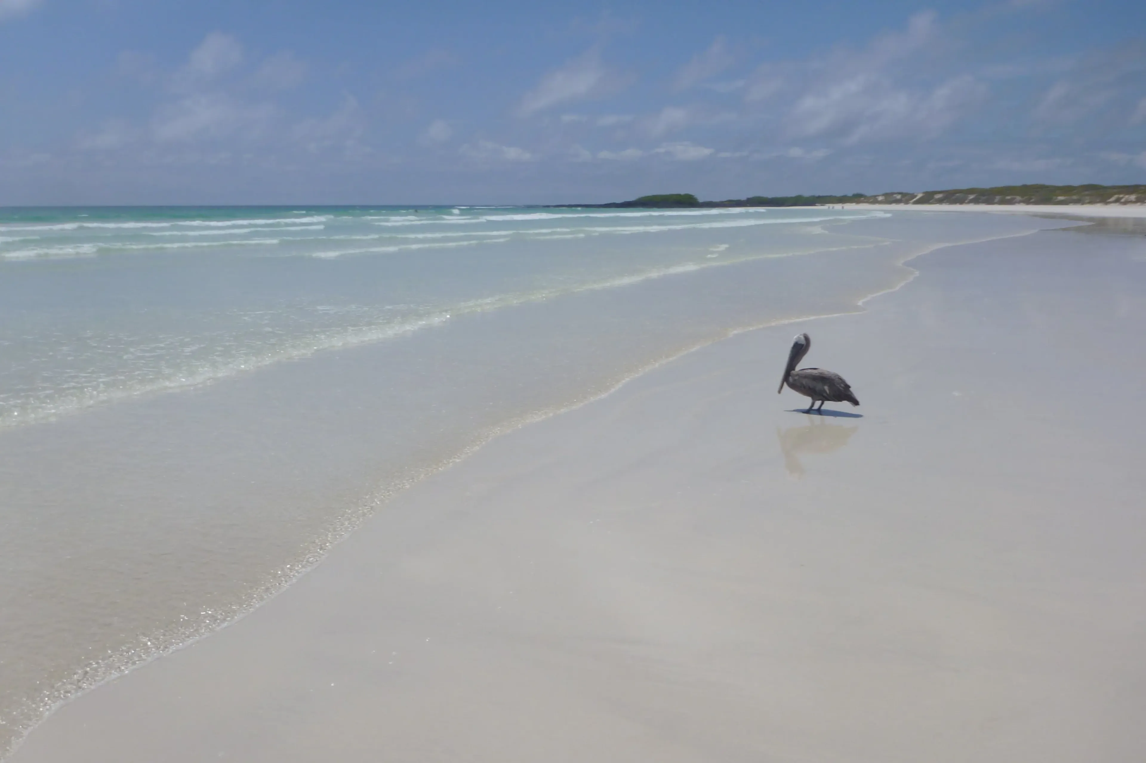 tortuga bay in galápagos