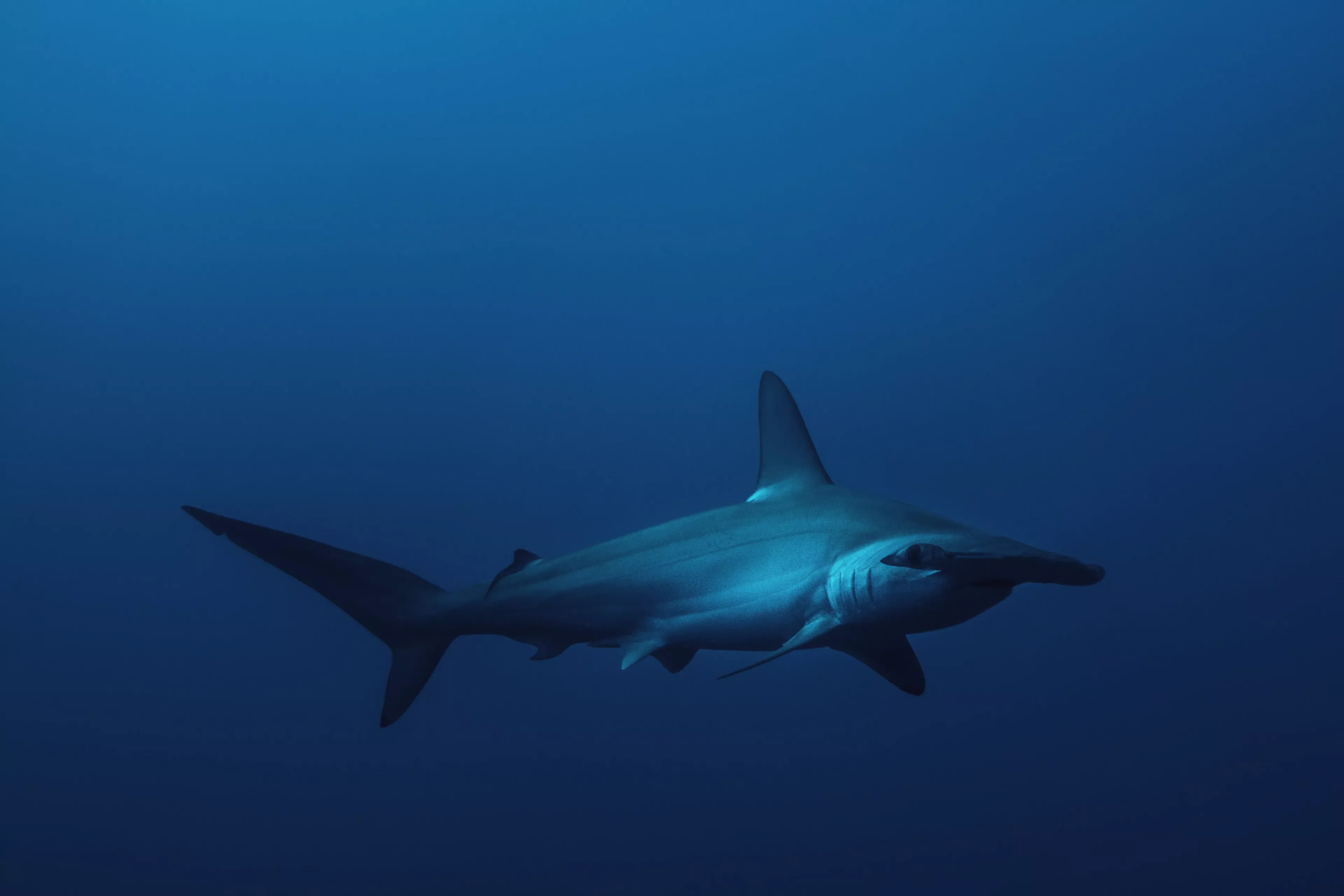 red sea hammerhead shark