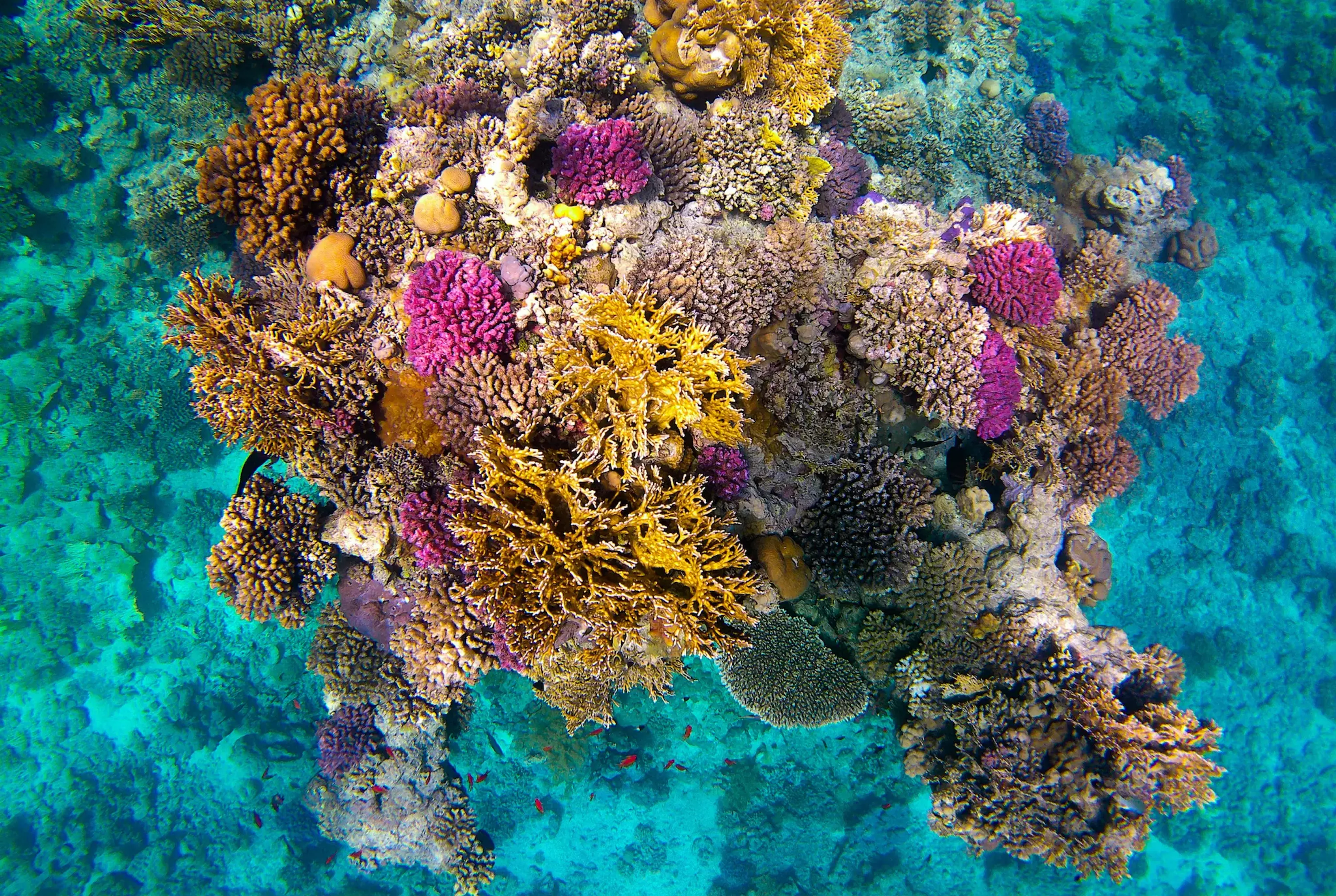 corail dur en mer rouge