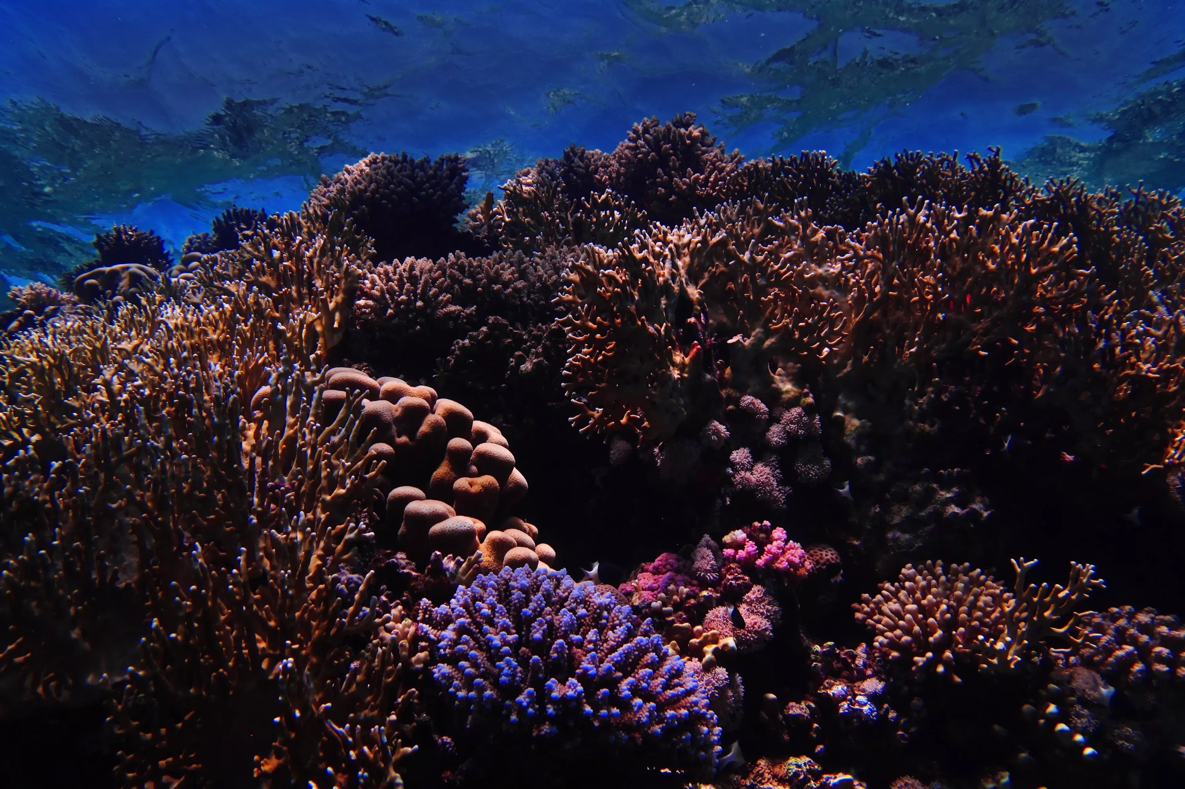 hard coral in egypt