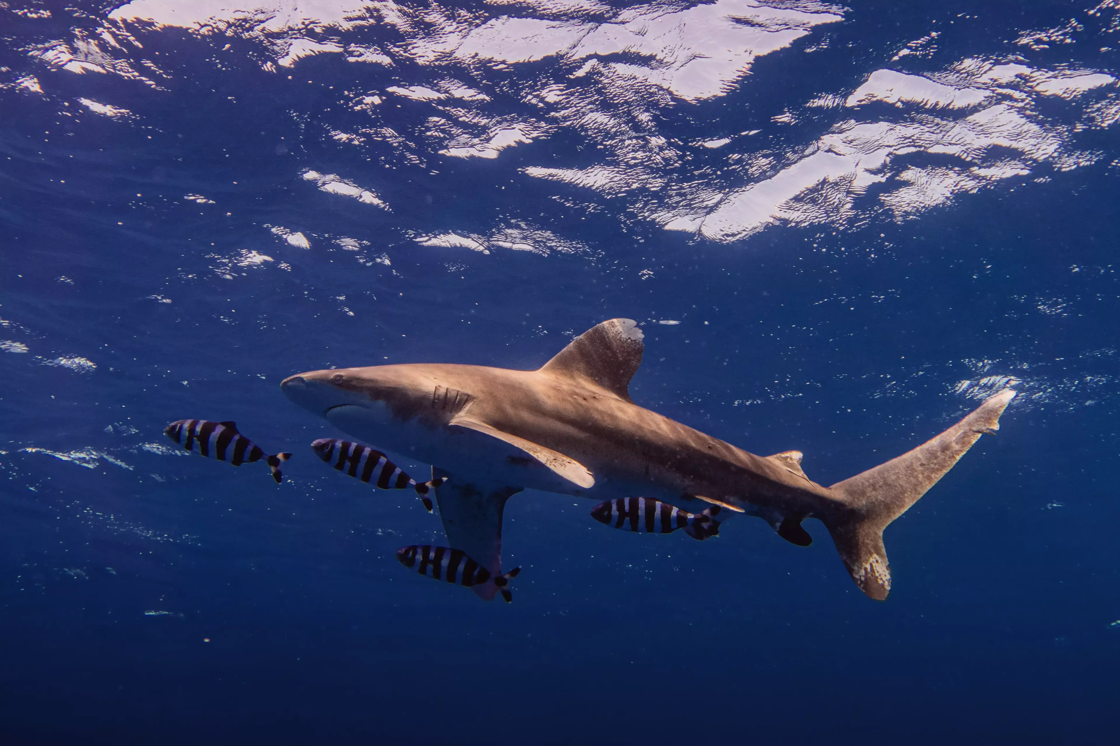 requin pointe blanche océanique en mer rouge