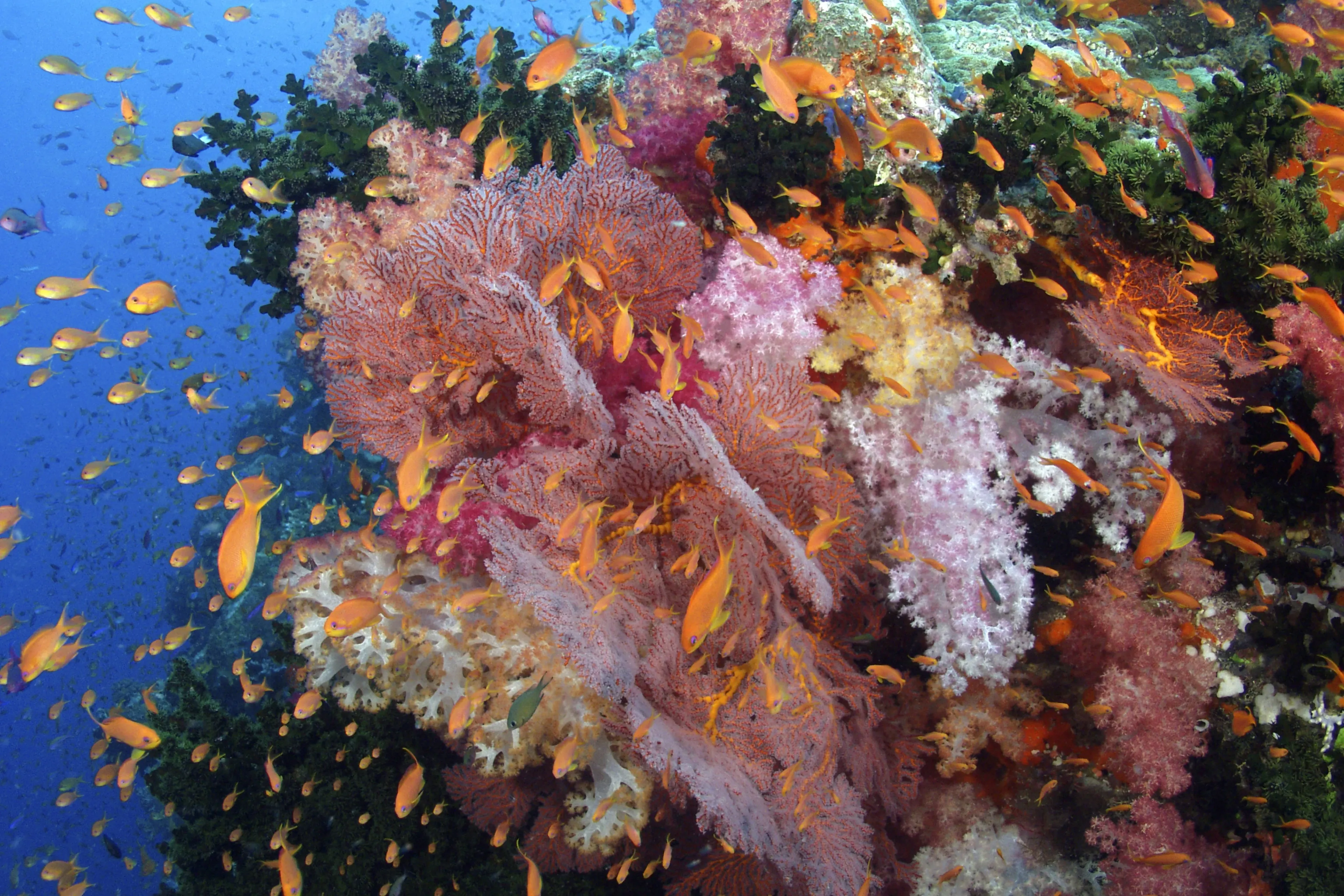 diving fiji's soft corals